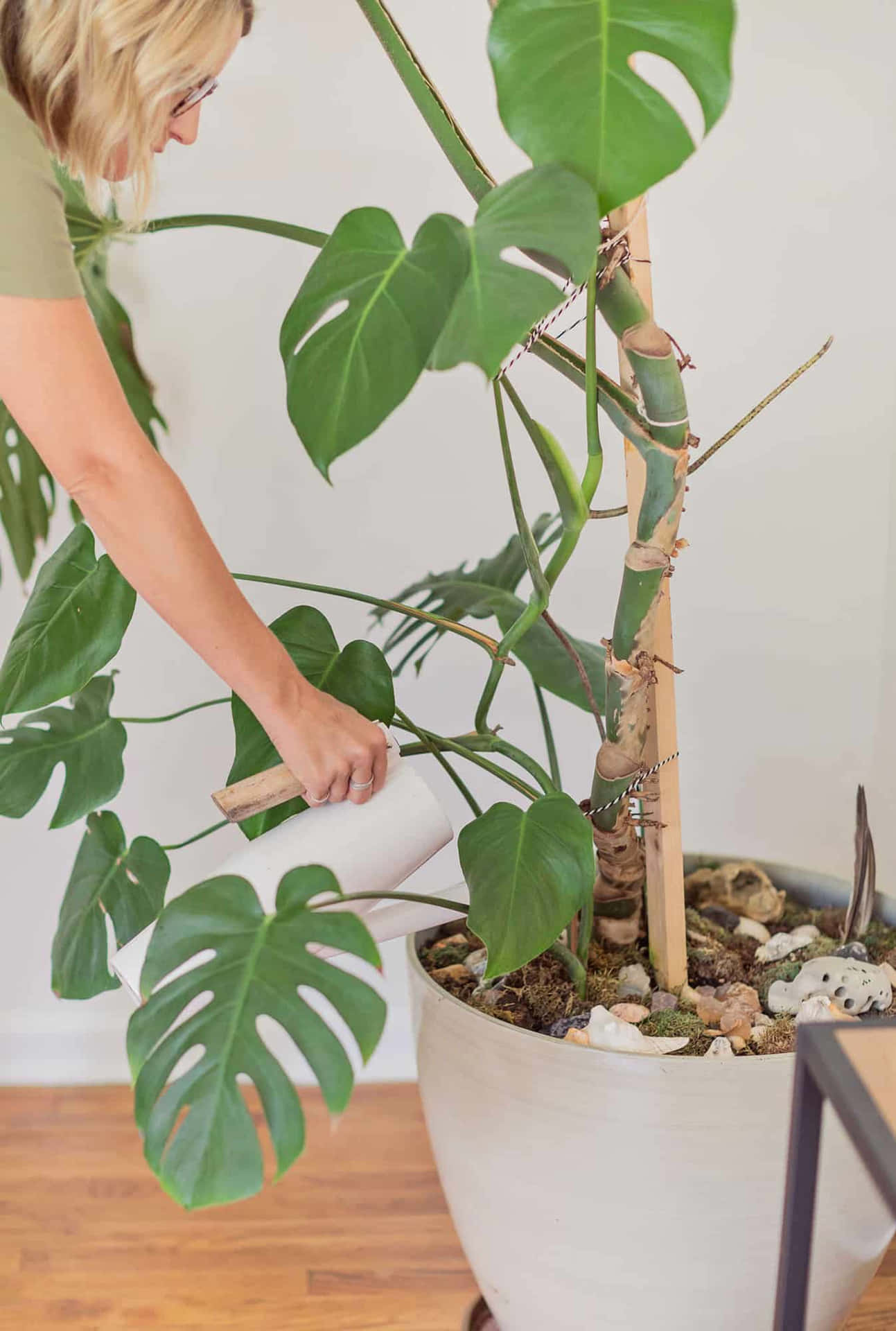 A lush and vibrant Monstera plant spreads its remarkable leaves and provides a calming presence.