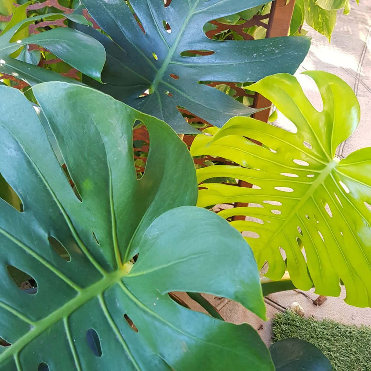 Bring Nature's beauty into your home with a vibrant green Monstera leaf.