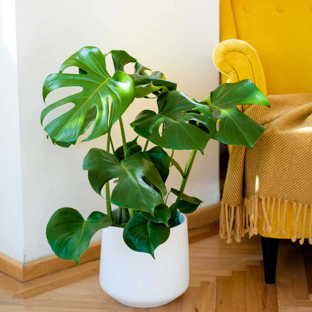 Enjoy the beauty of tropical nature with Monstera
