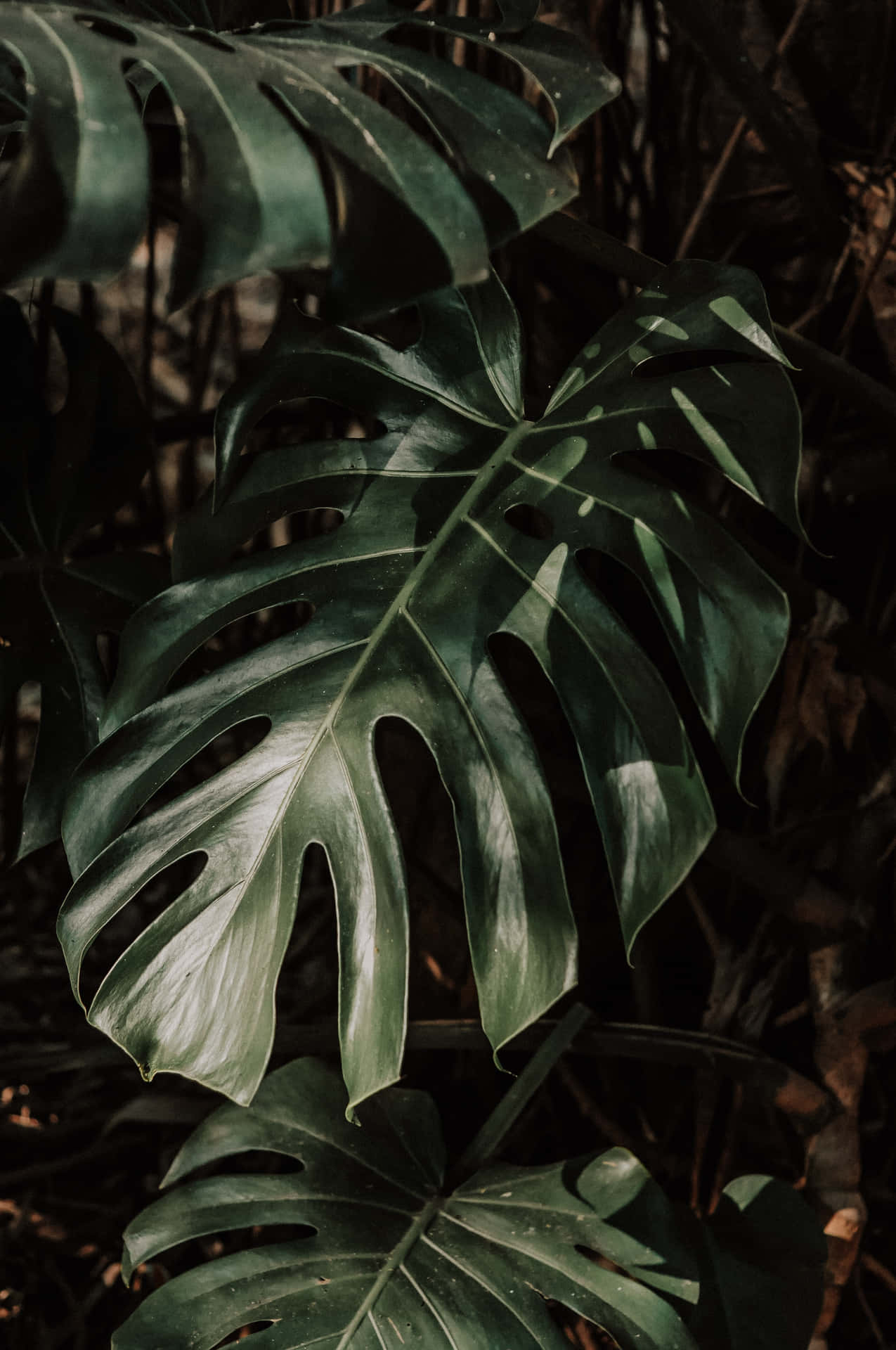 Take a Look at the Magnificent Monstera Plant