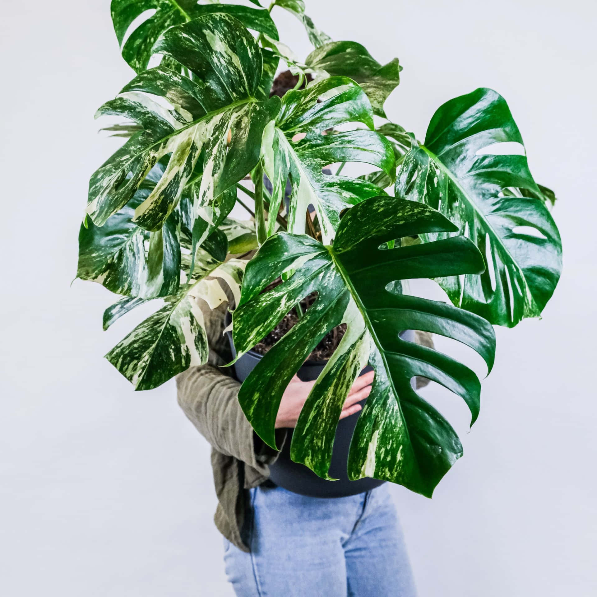 A lush Monstera plant adds a vibrant touch of greenery to any space.