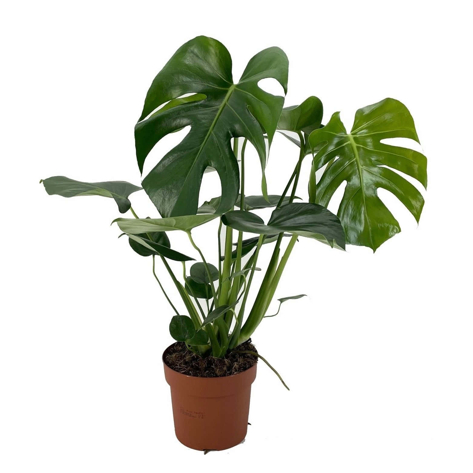 A Large Monstera Plant In A Pot