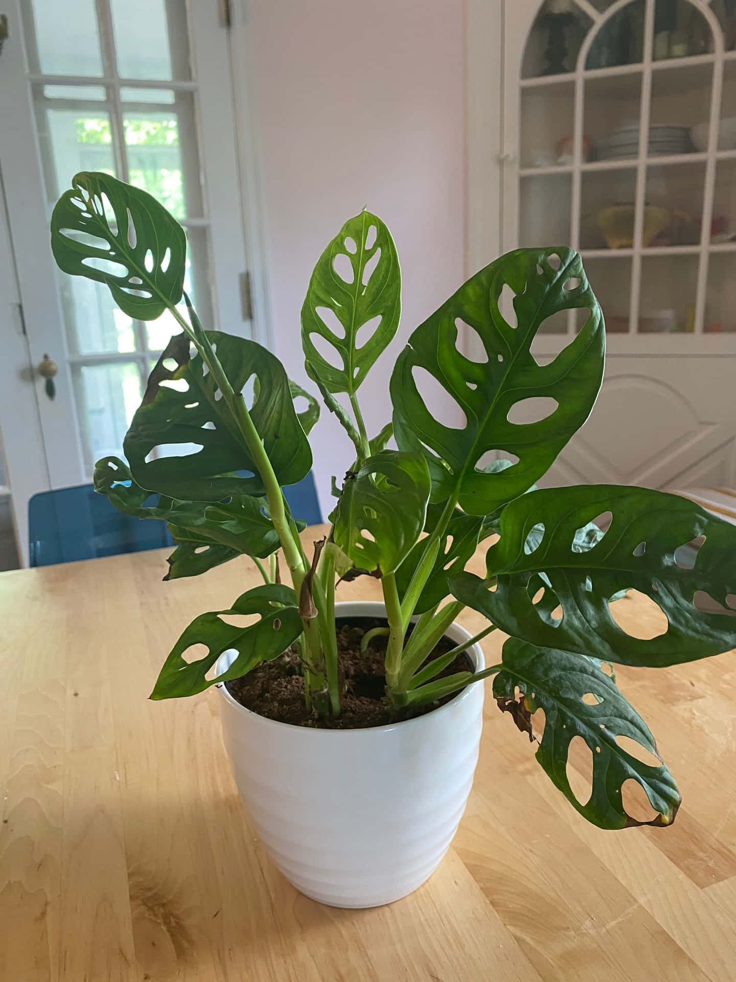 A Plant With Large Leaves On A Table