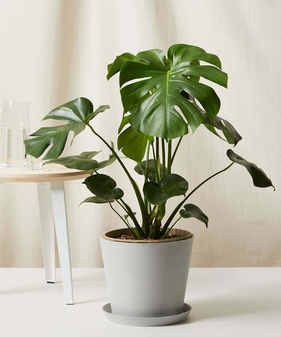 A Monstera Plant Is Sitting On A Table Next To A Glass