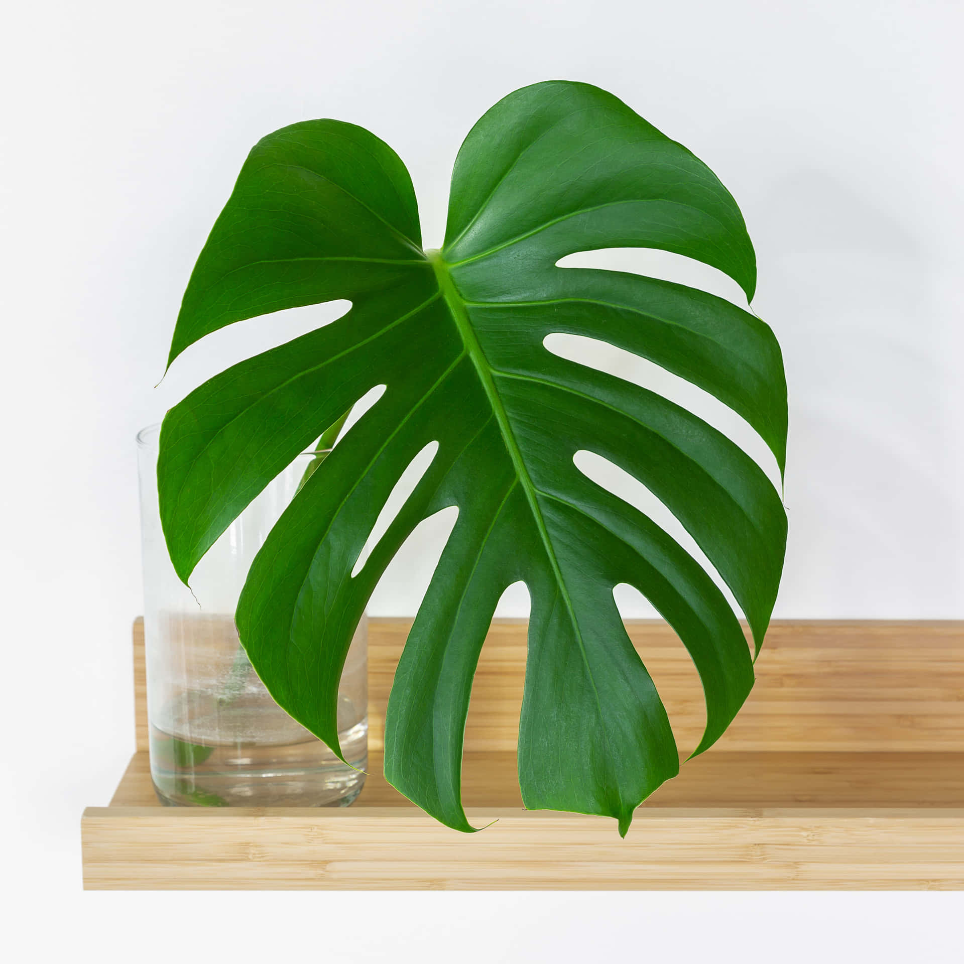 Start your week with a boost of colour and nature with this beautiful Monstera Monday wallpaper