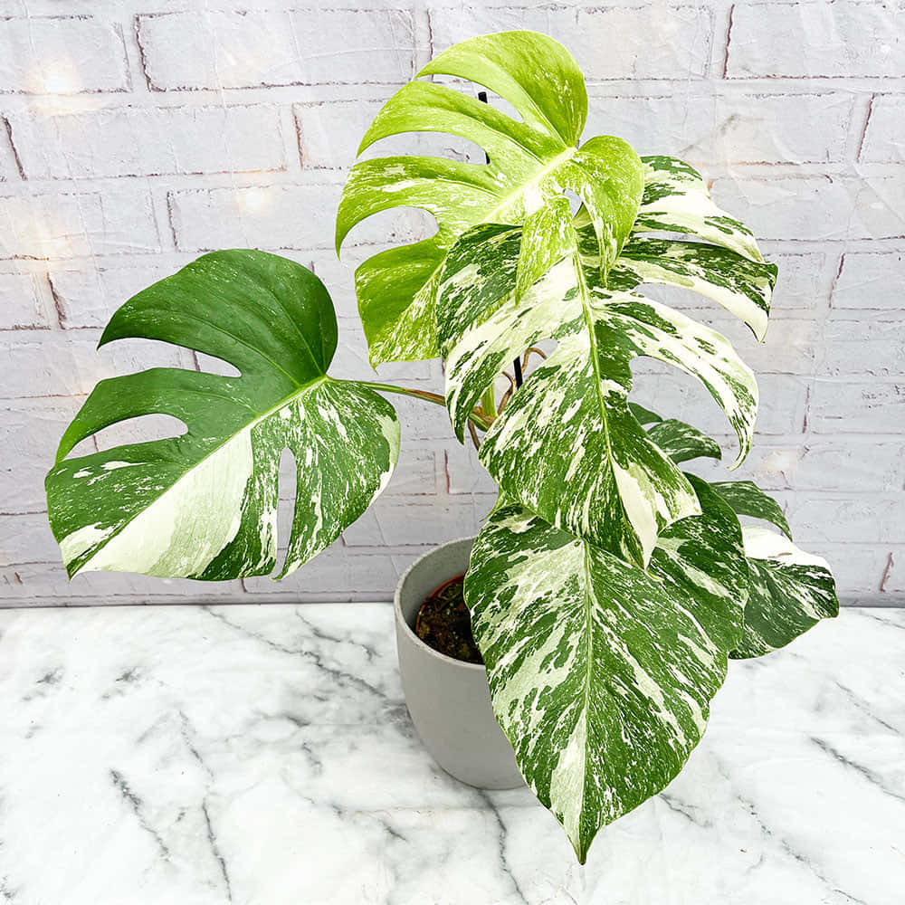 A Monstera Plant In A White Pot On A Marble Table