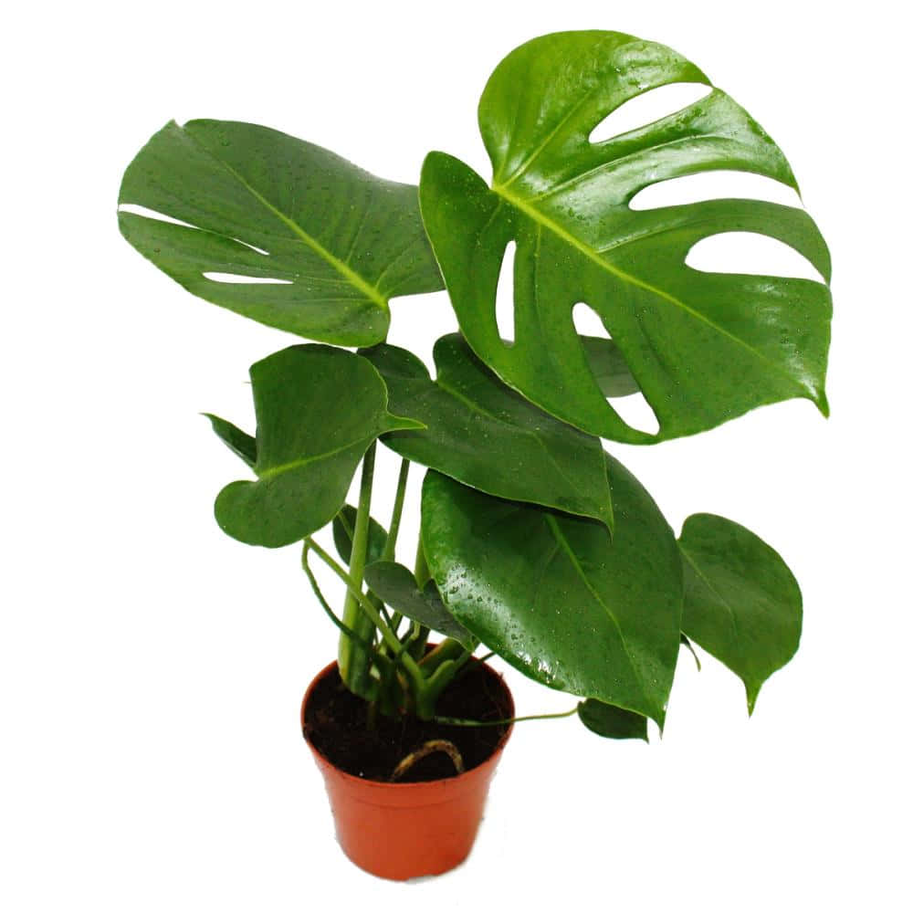 A Monstera Plant In A Pot On A White Background