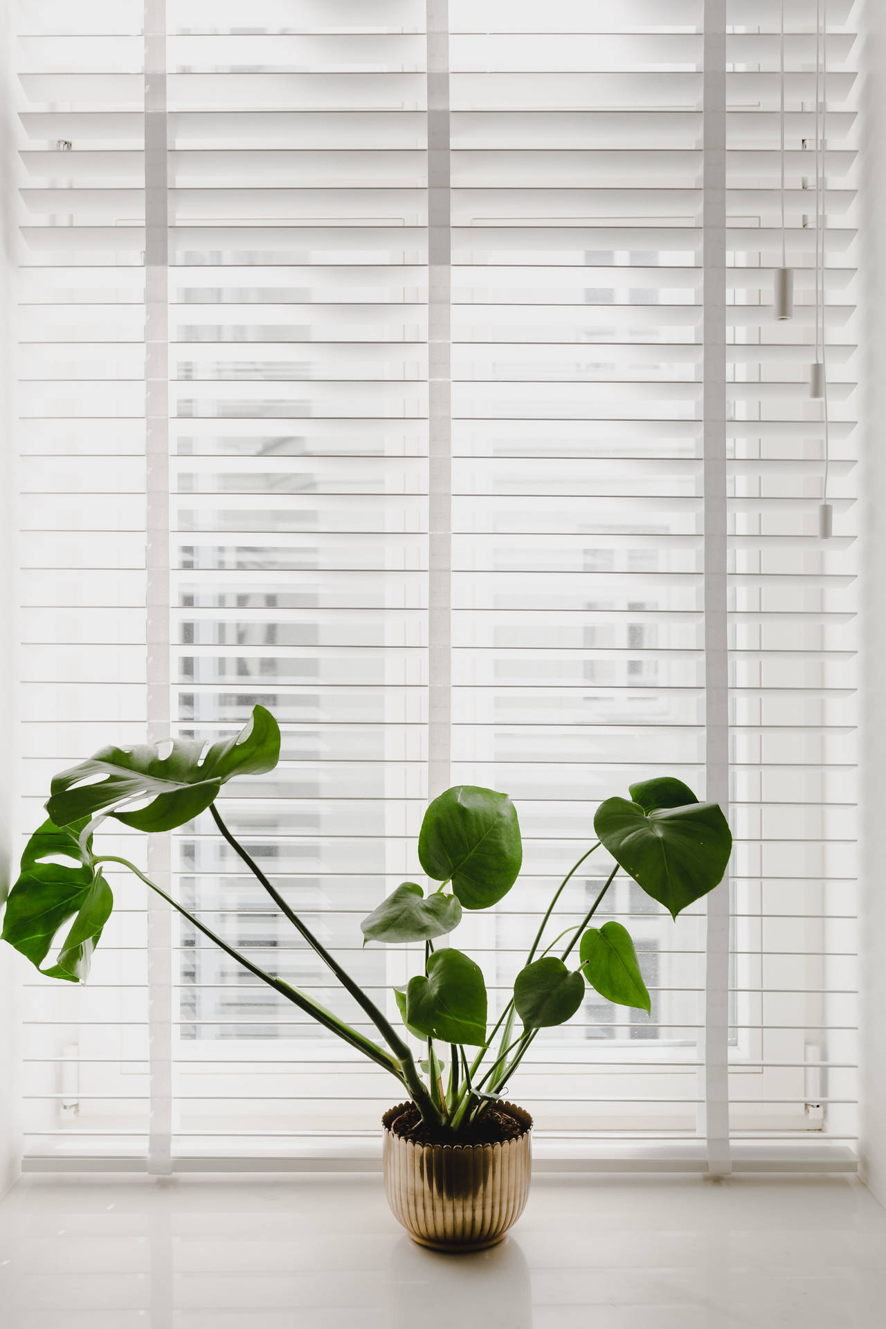 Monstera Plant 4k Background With Window