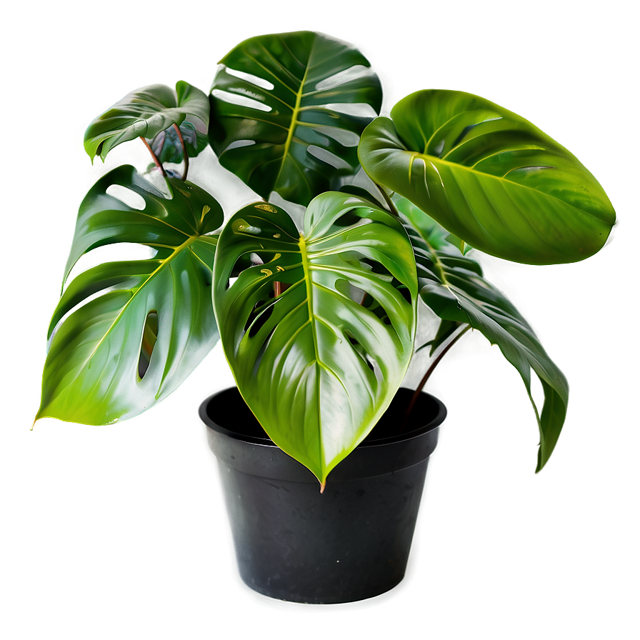 Monstera Plant C PNG