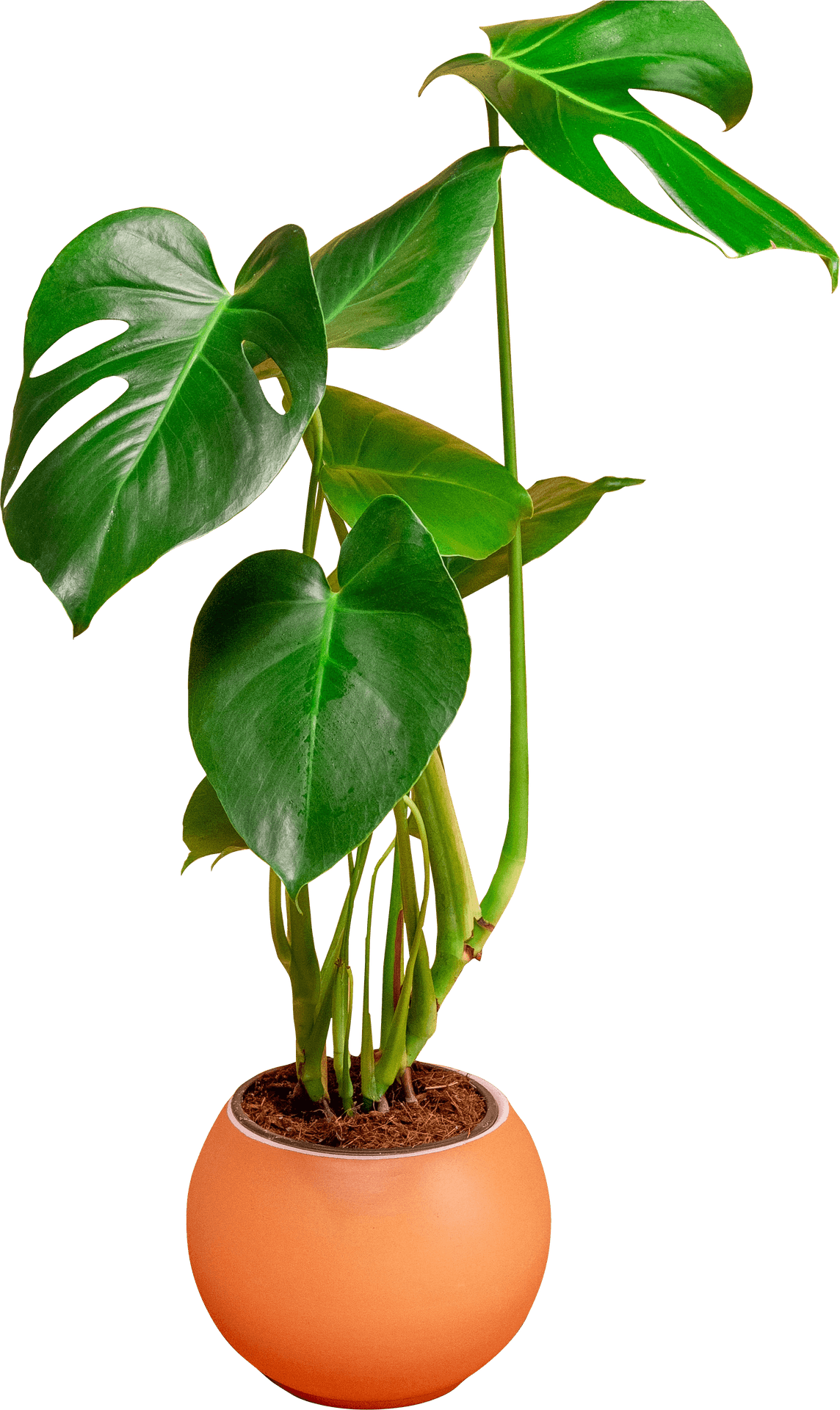 Monstera Plantin Orange Pot PNG