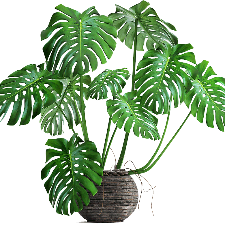 Monstera Plantin Woven Pot PNG