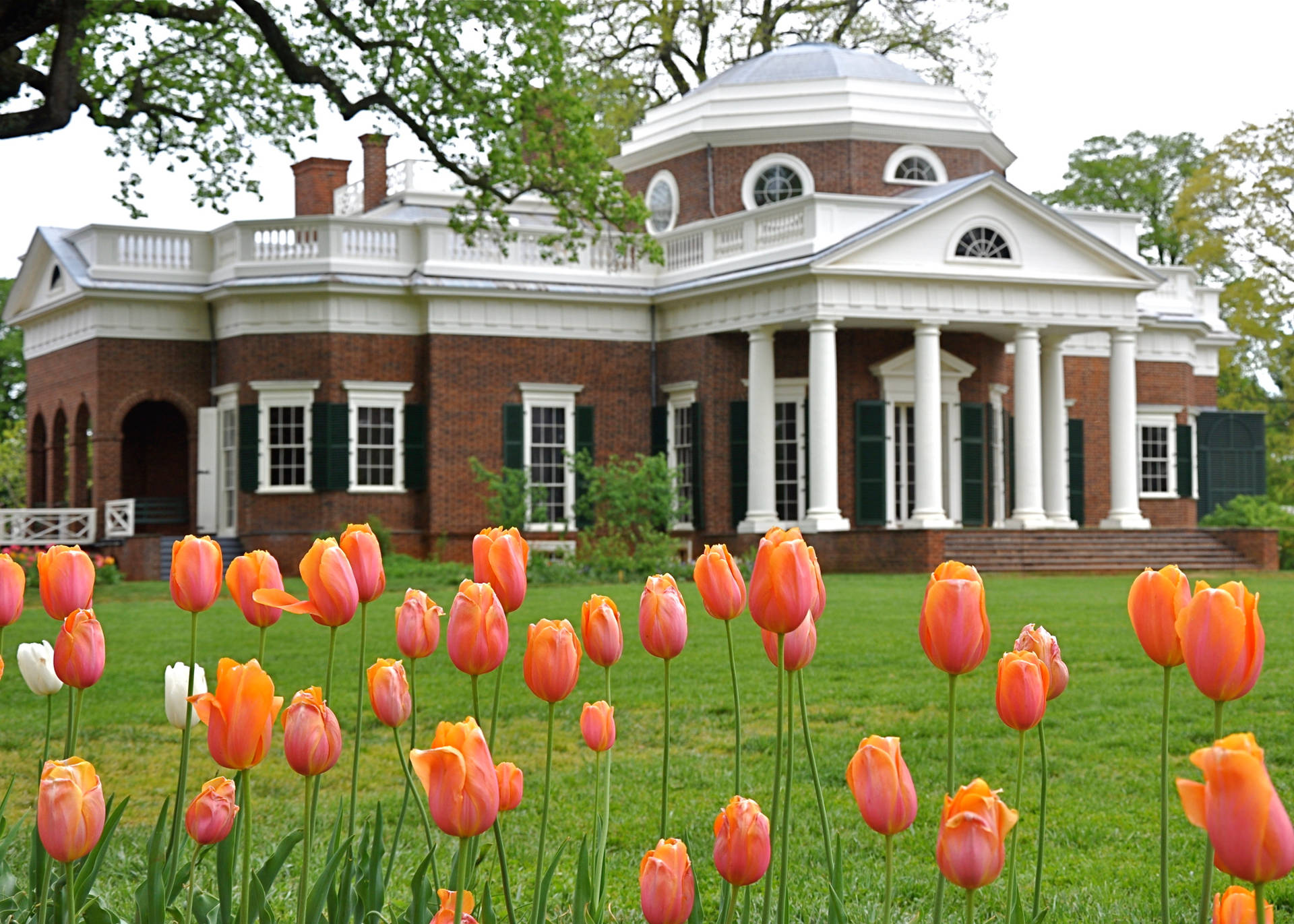 Monticello And Tulips Wallpaper