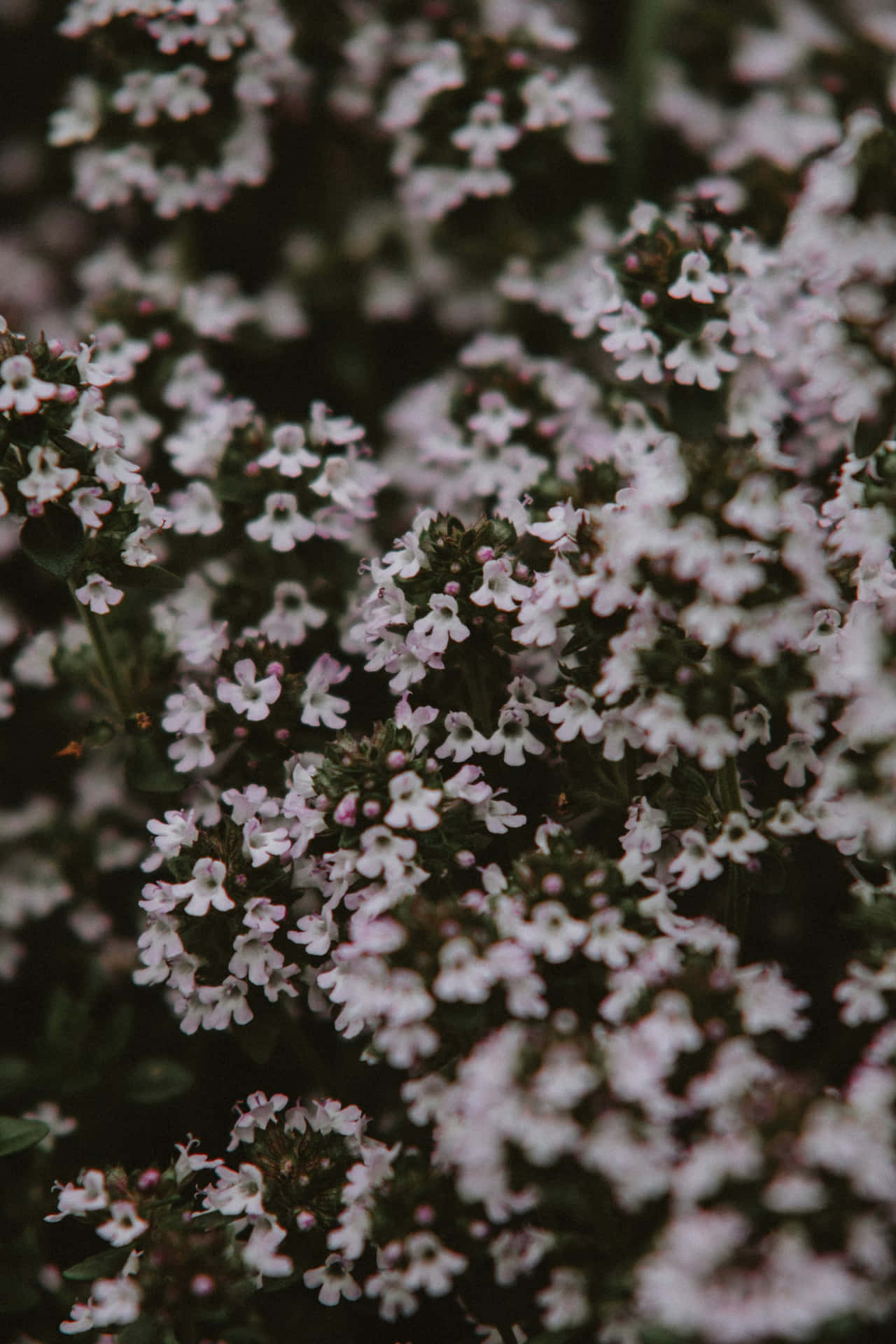 Stemningsfull Blomster Bakgrunn Bakgrunnsbildet