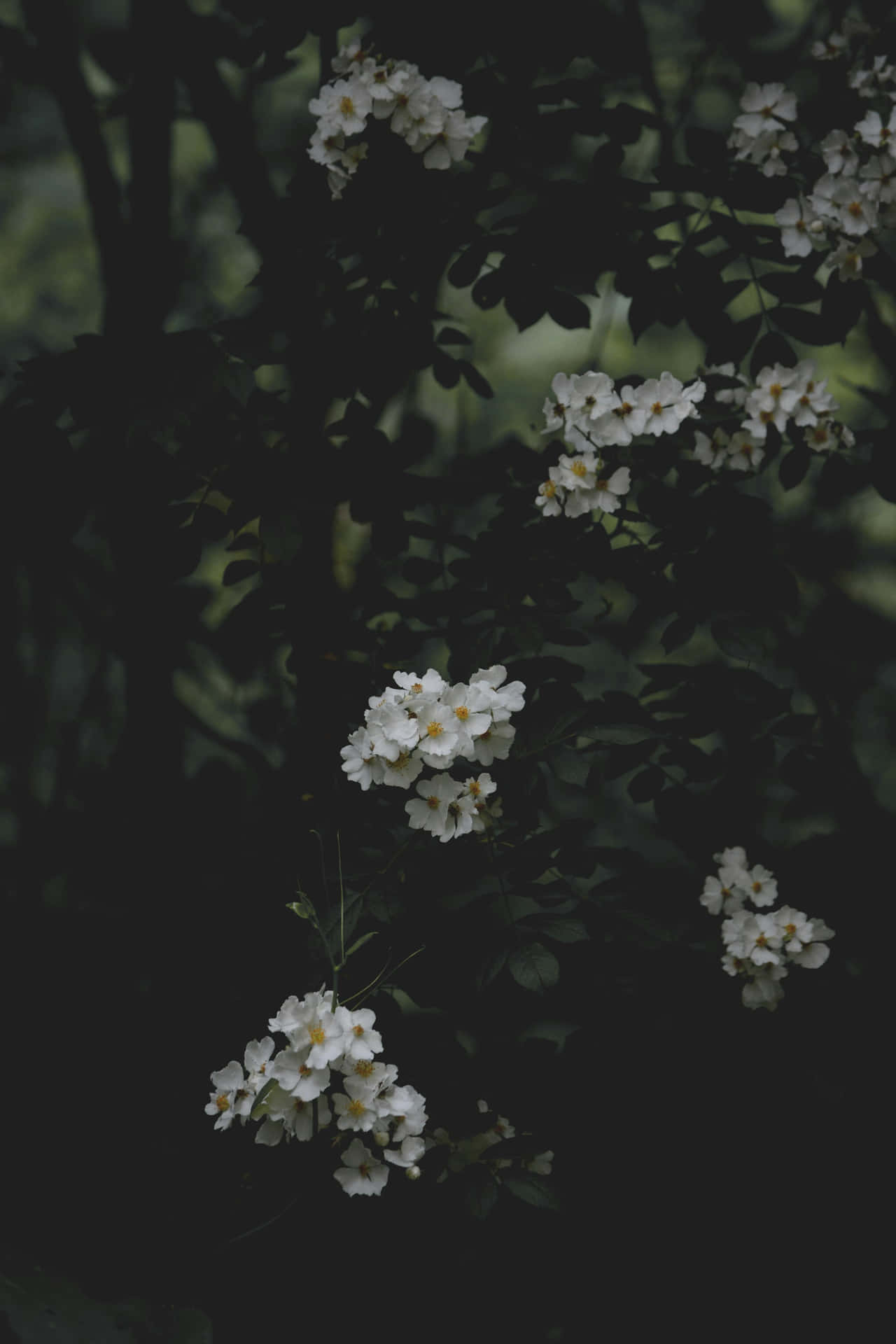 Moody_ Floral_ Blooms_ Dark_ Background.jpg Wallpaper