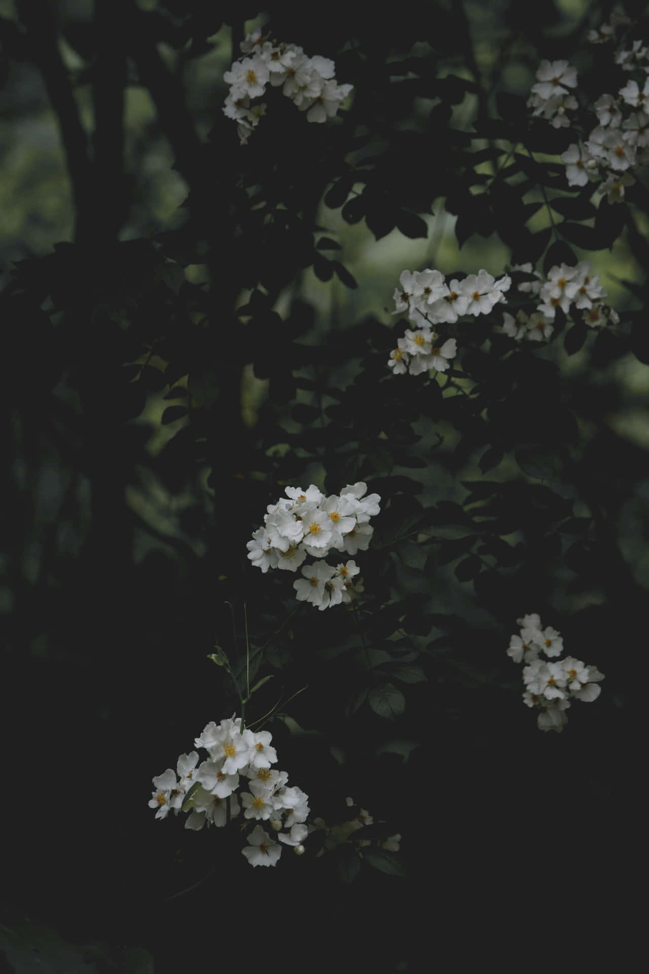 Mørk Blomstring Mørk Bakgrunn Bakgrunnsbildet