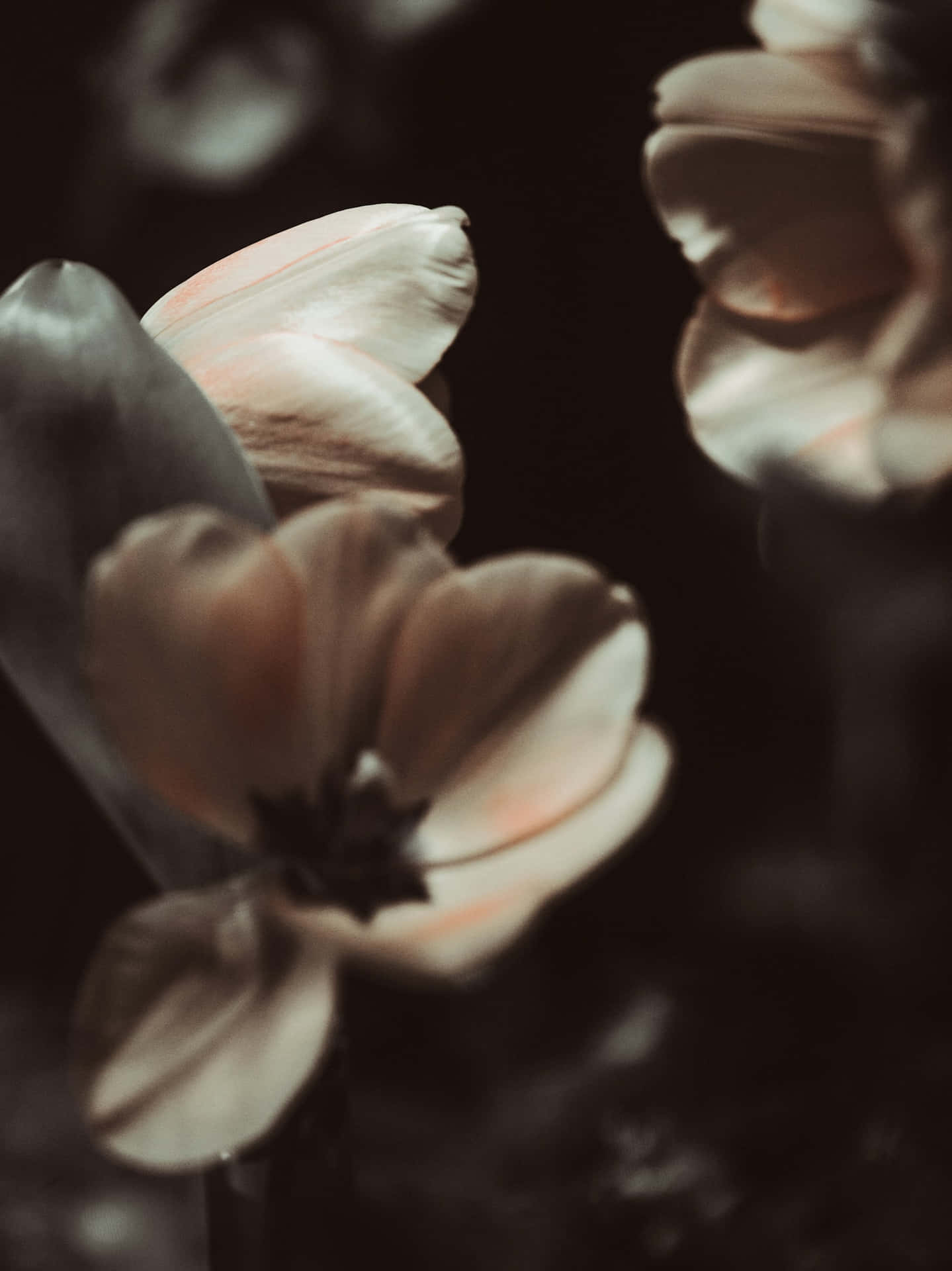 Stemningsfull Blomster Nærbilde.jpg Bakgrunnsbildet