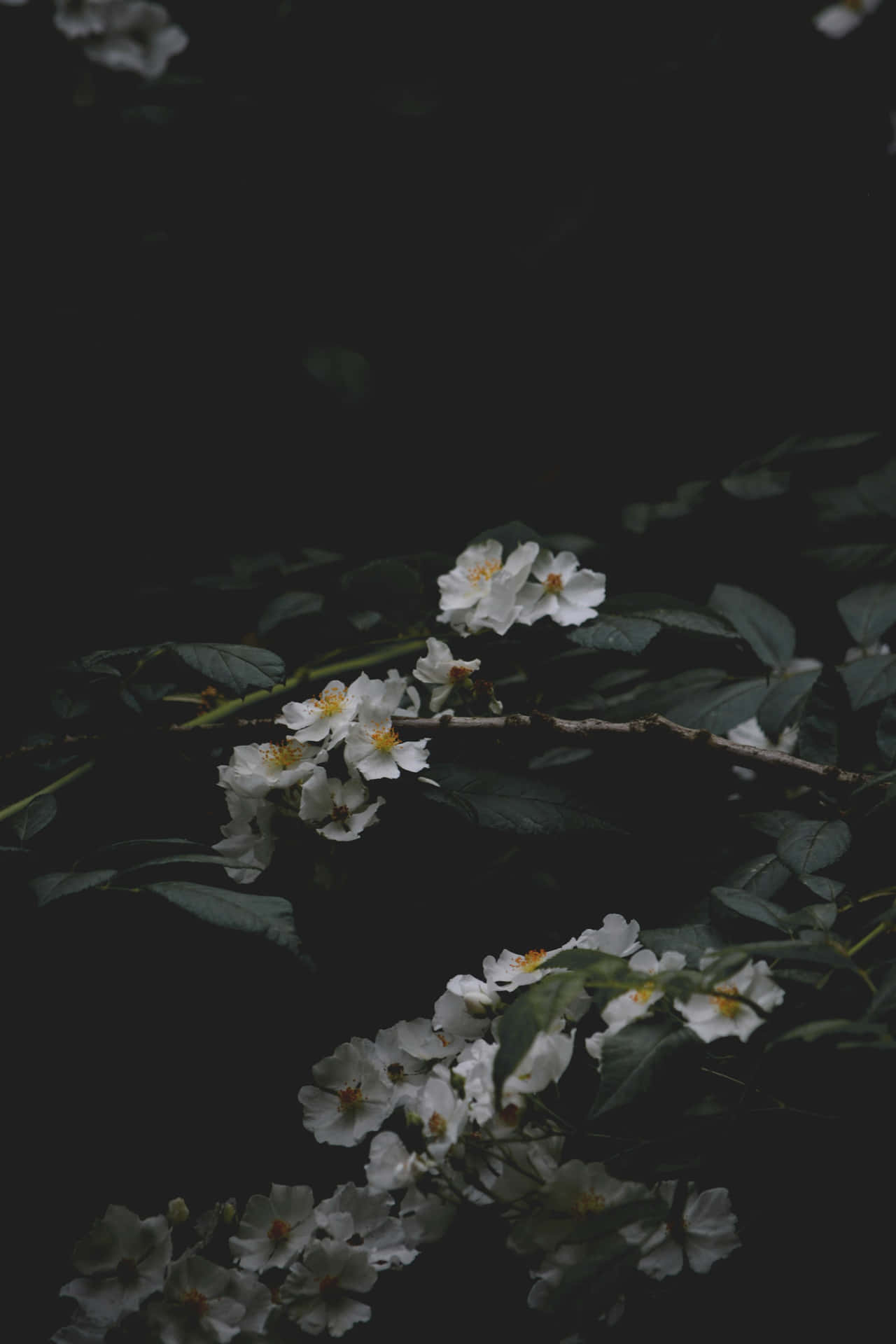Moody Floral Dark Backdrop.jpg Wallpaper