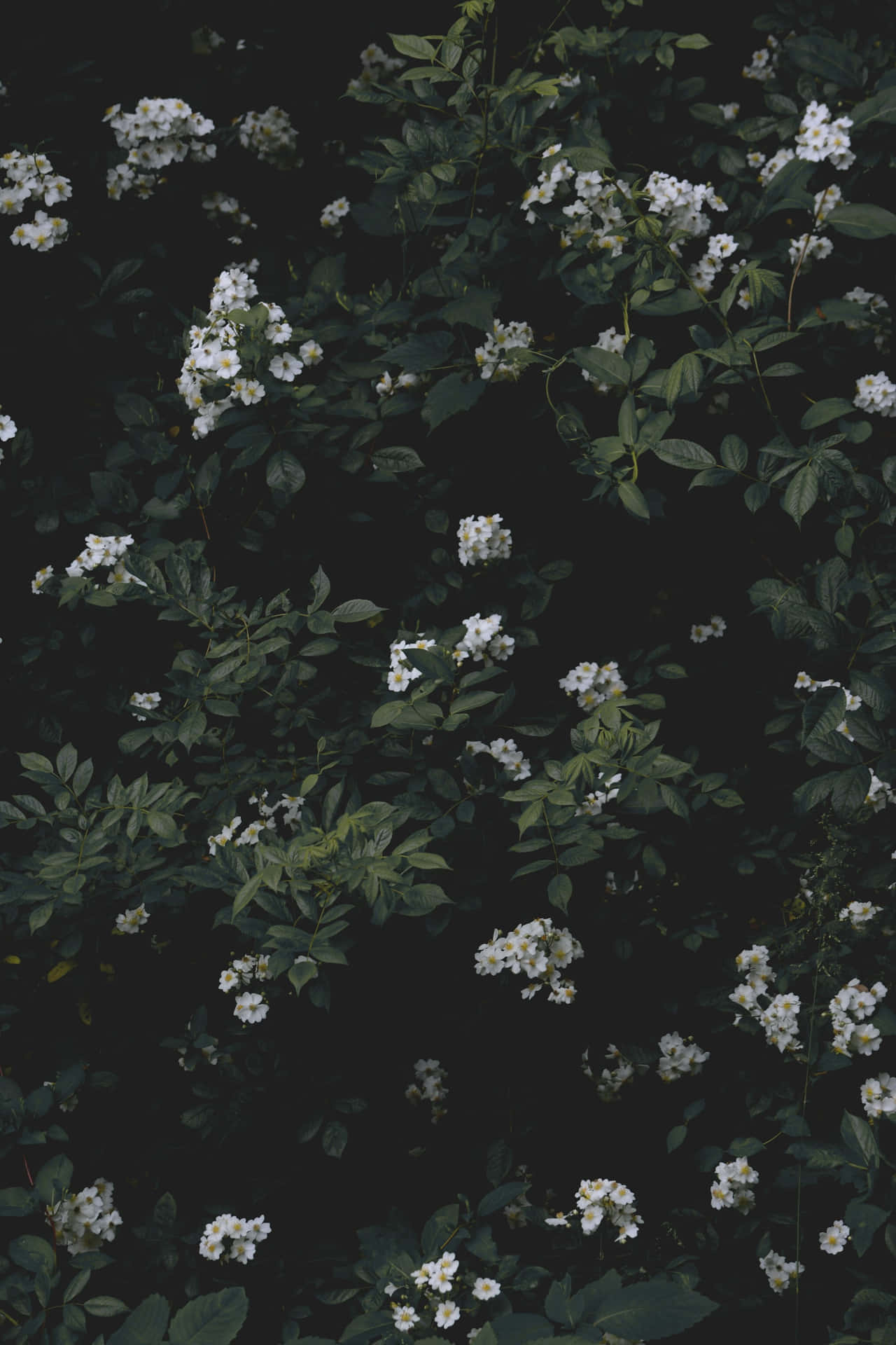 Download Moody_ Floral_ Dark_ Background.jpg Wallpaper | Wallpapers.com