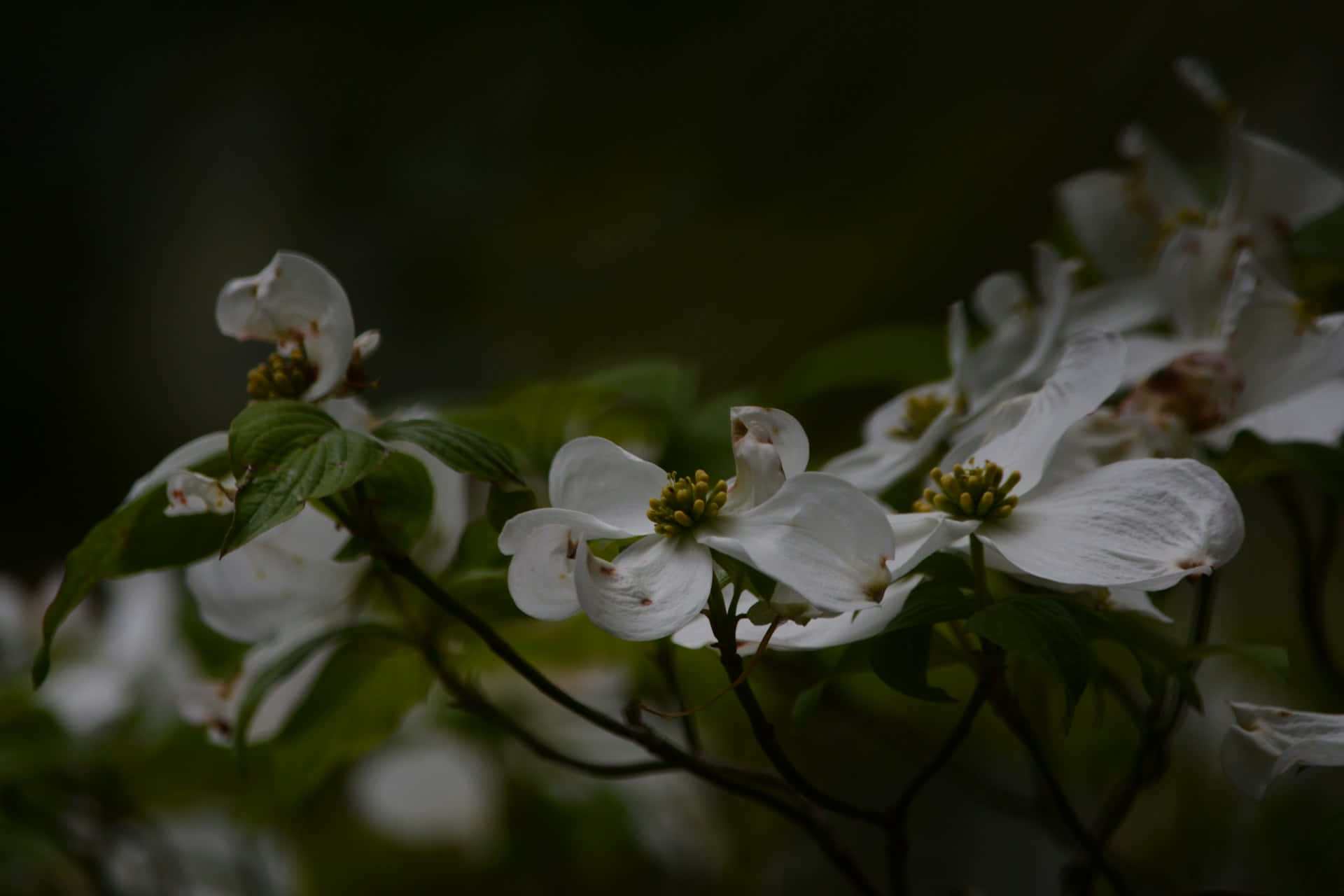 Moody Floral Dogwood Blooms Wallpaper
