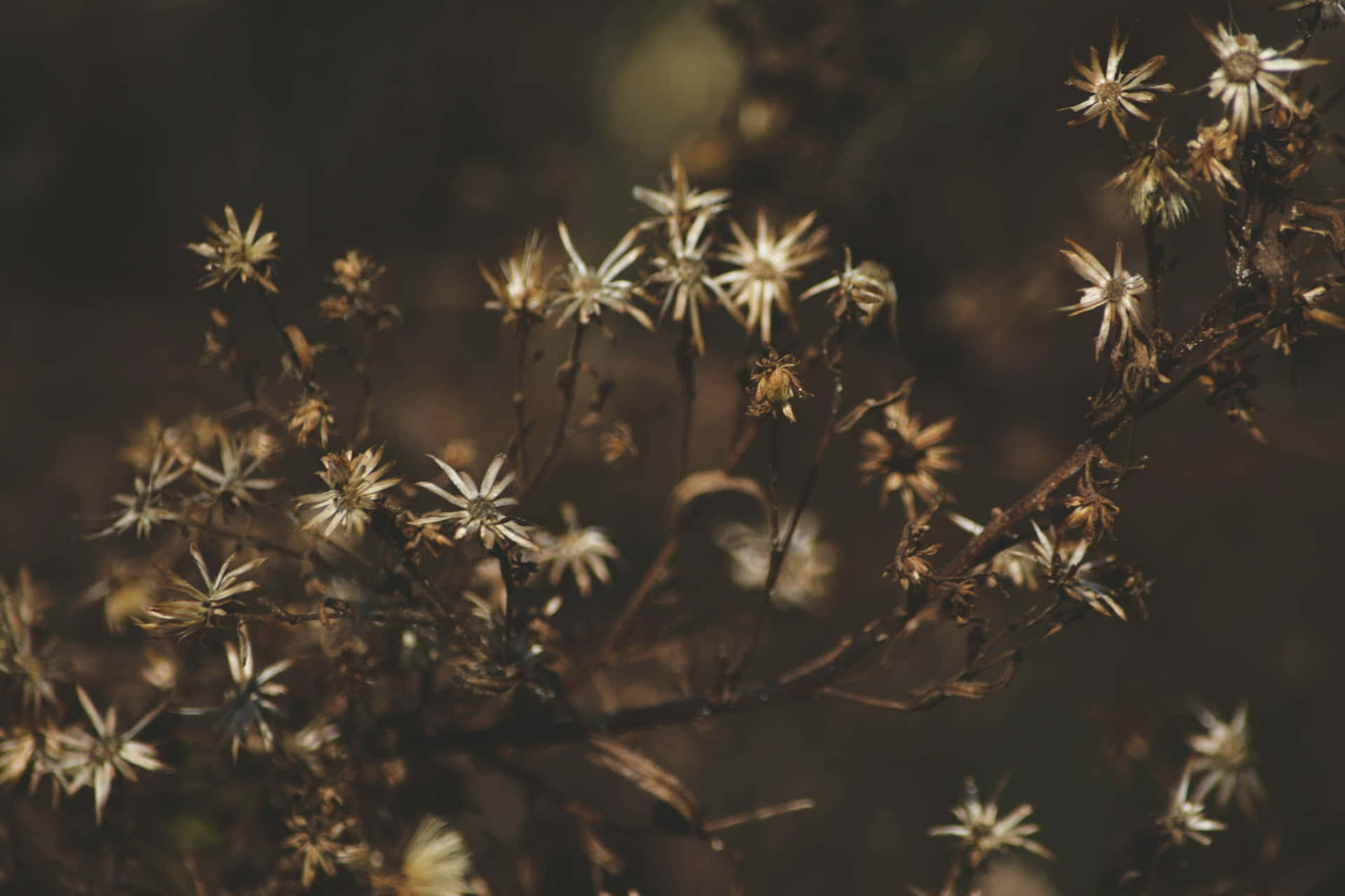 Moody Floral Dried Seed Heads Wallpaper