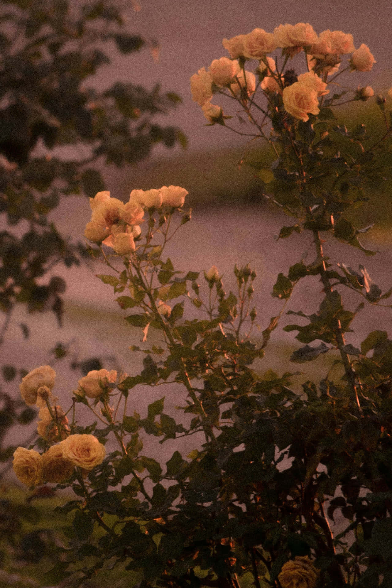 Moody Floral Twilight Roses.jpg Wallpaper