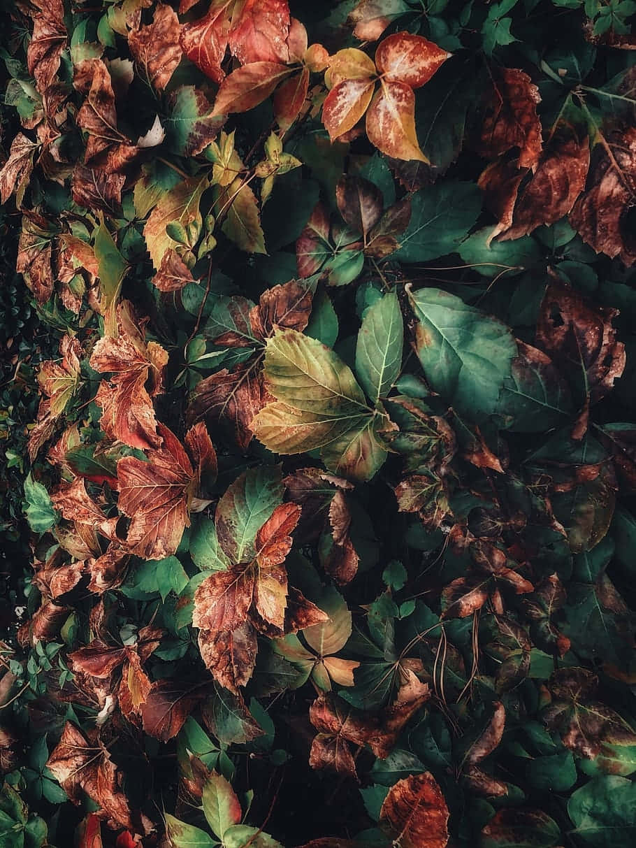 Moody_ Foliage_ Texture Wallpaper