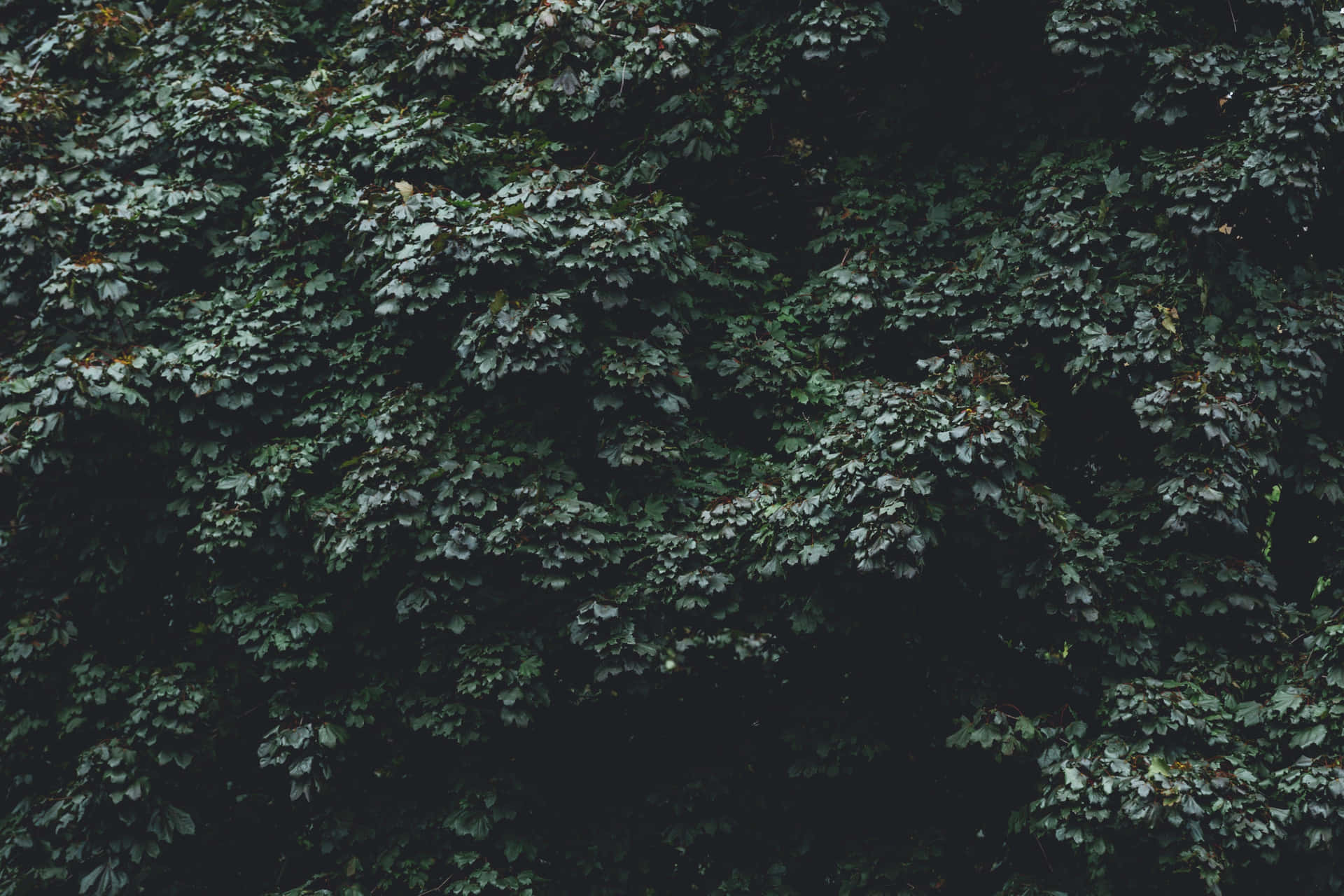 Moody_ Forest_ Foliage.jpg Wallpaper
