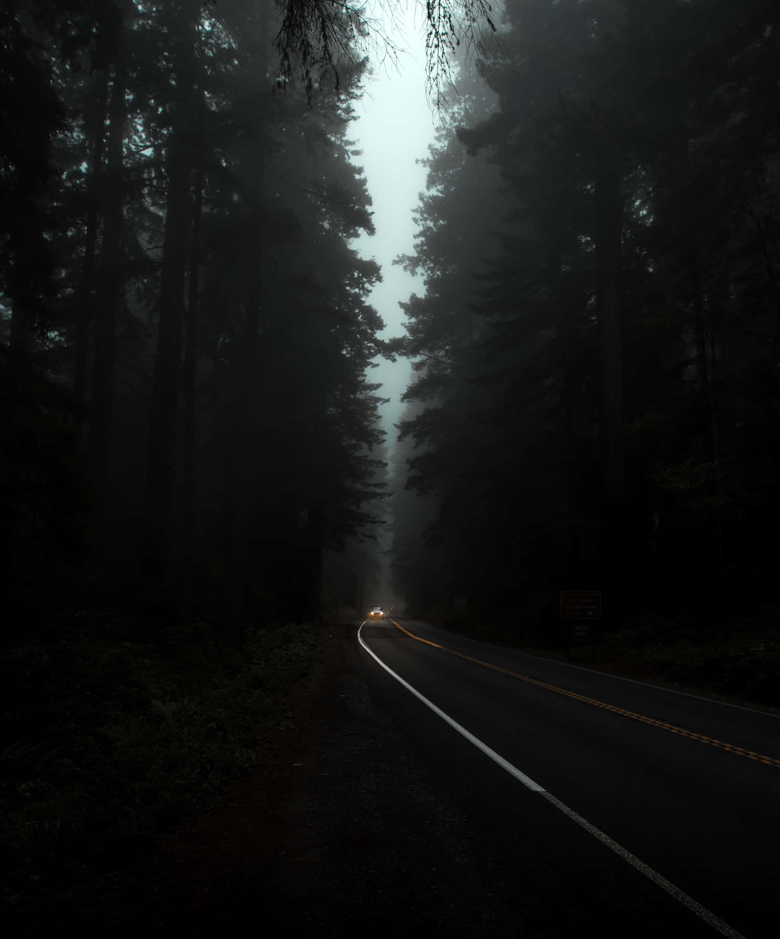 Moody Forest Hd Wallpaper