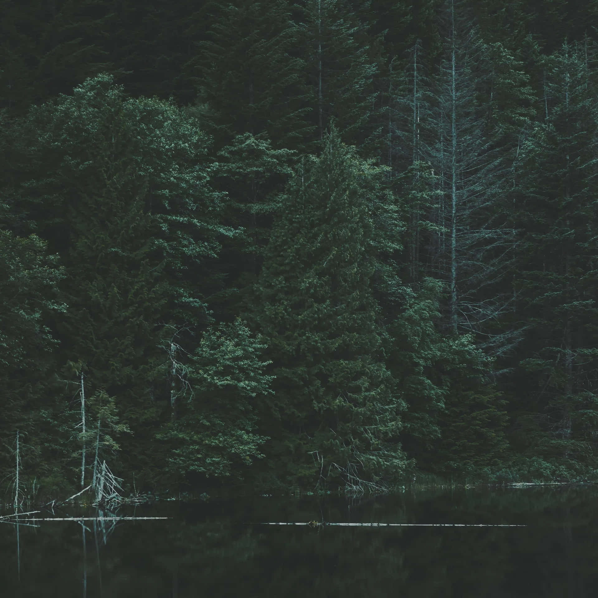 Moody Forest Lake Reflection Wallpaper