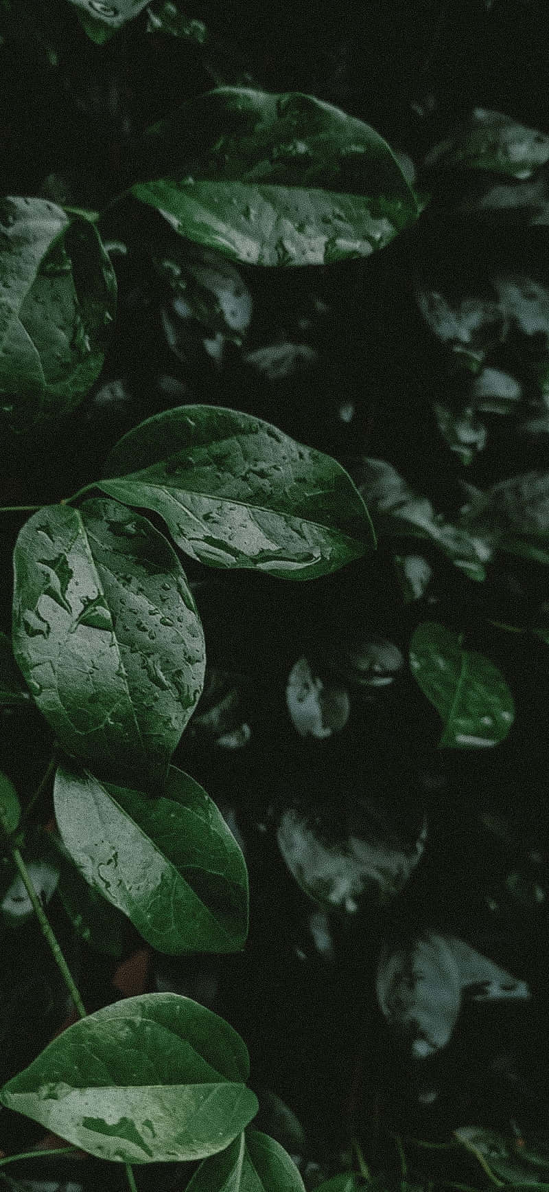 Moody Green Leaves Dark Backdrop.jpg Wallpaper