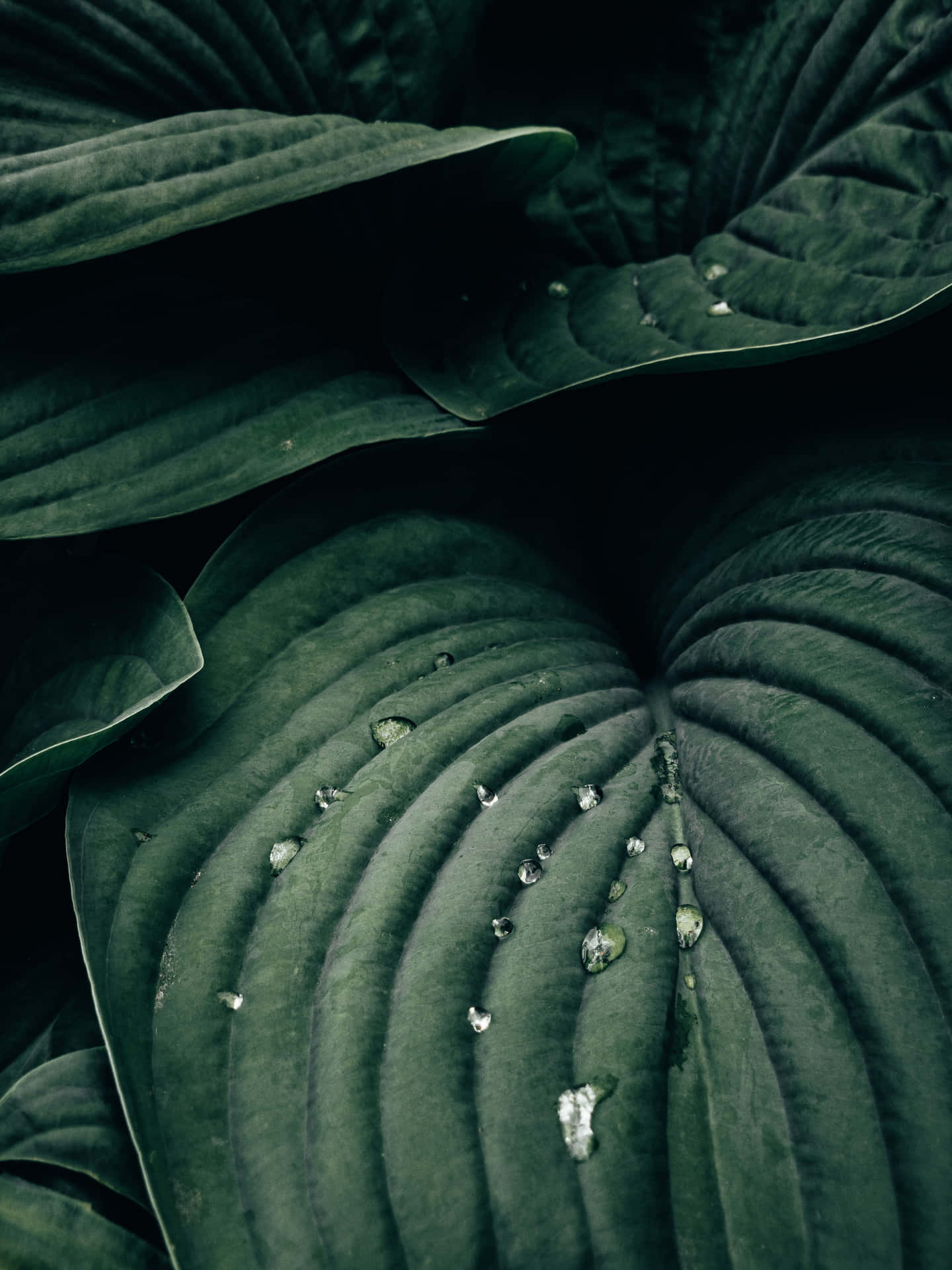 Moody Leaves Photography Wallpaper