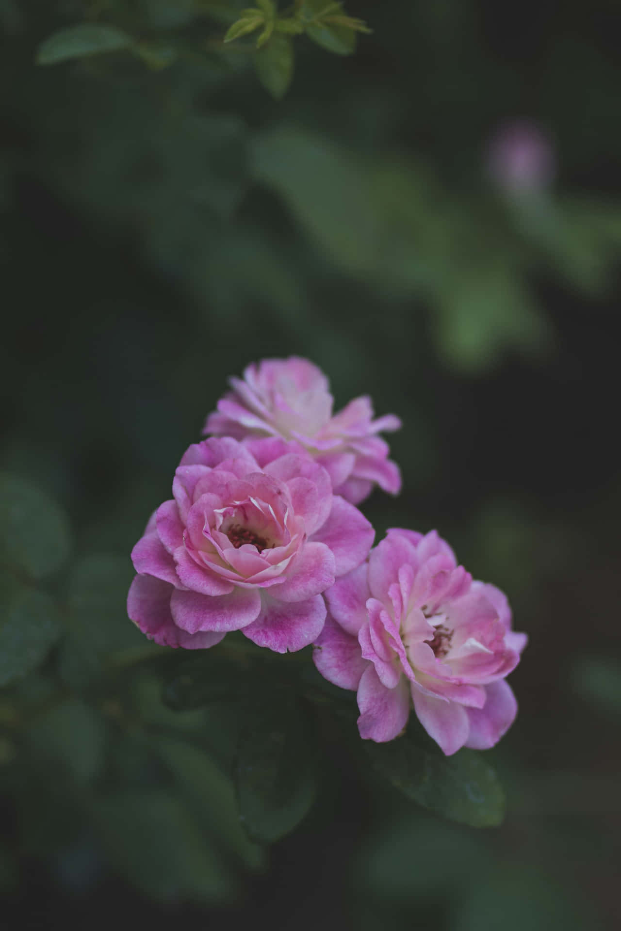 Moody Pink Roses Dark Background.jpg Wallpaper