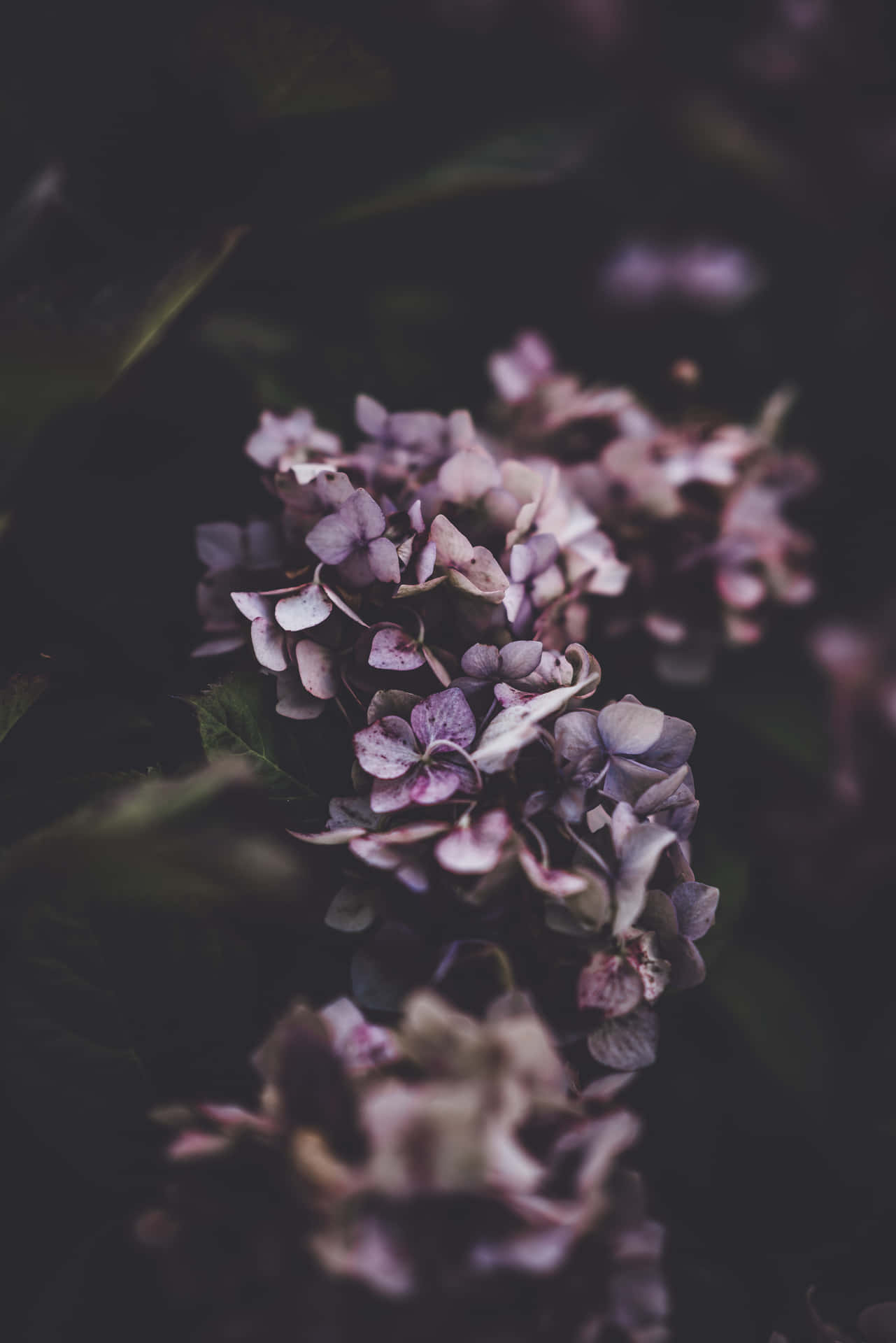 Moody Purple Flowers Wallpaper