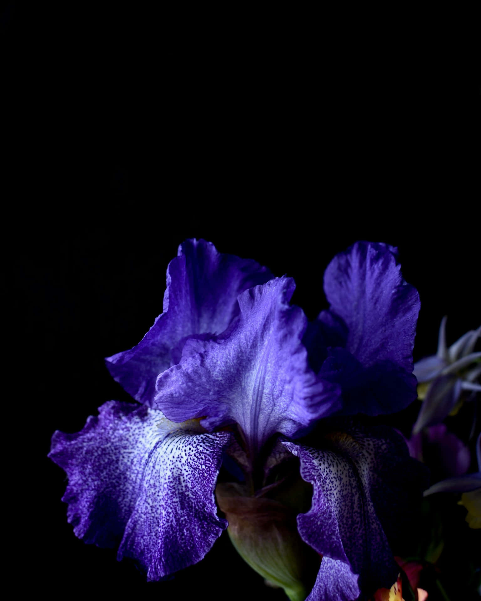 Moody Purple Iris Floral Art Wallpaper