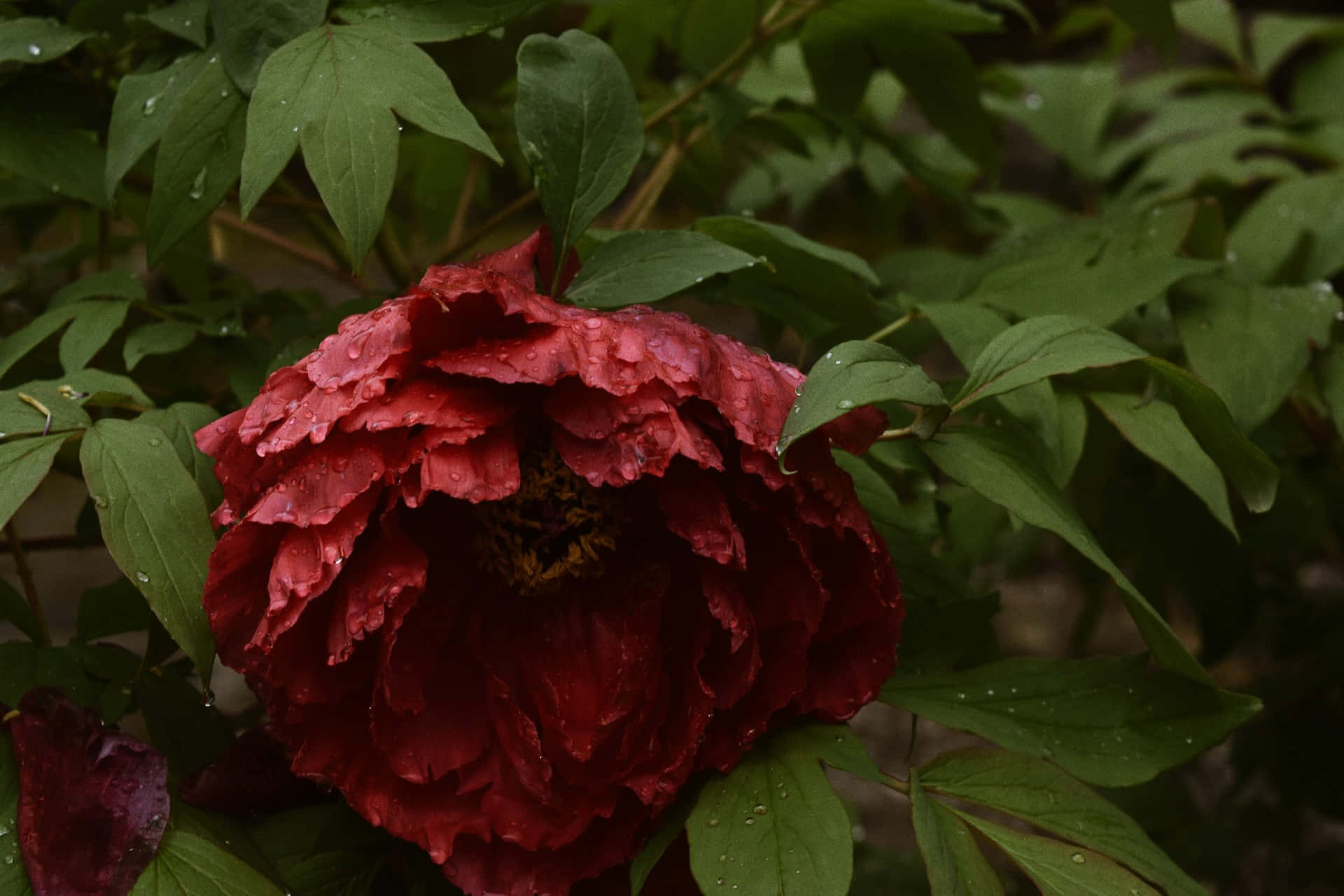 Peony Merah Suram Dengan Tetesan Embun Wallpaper