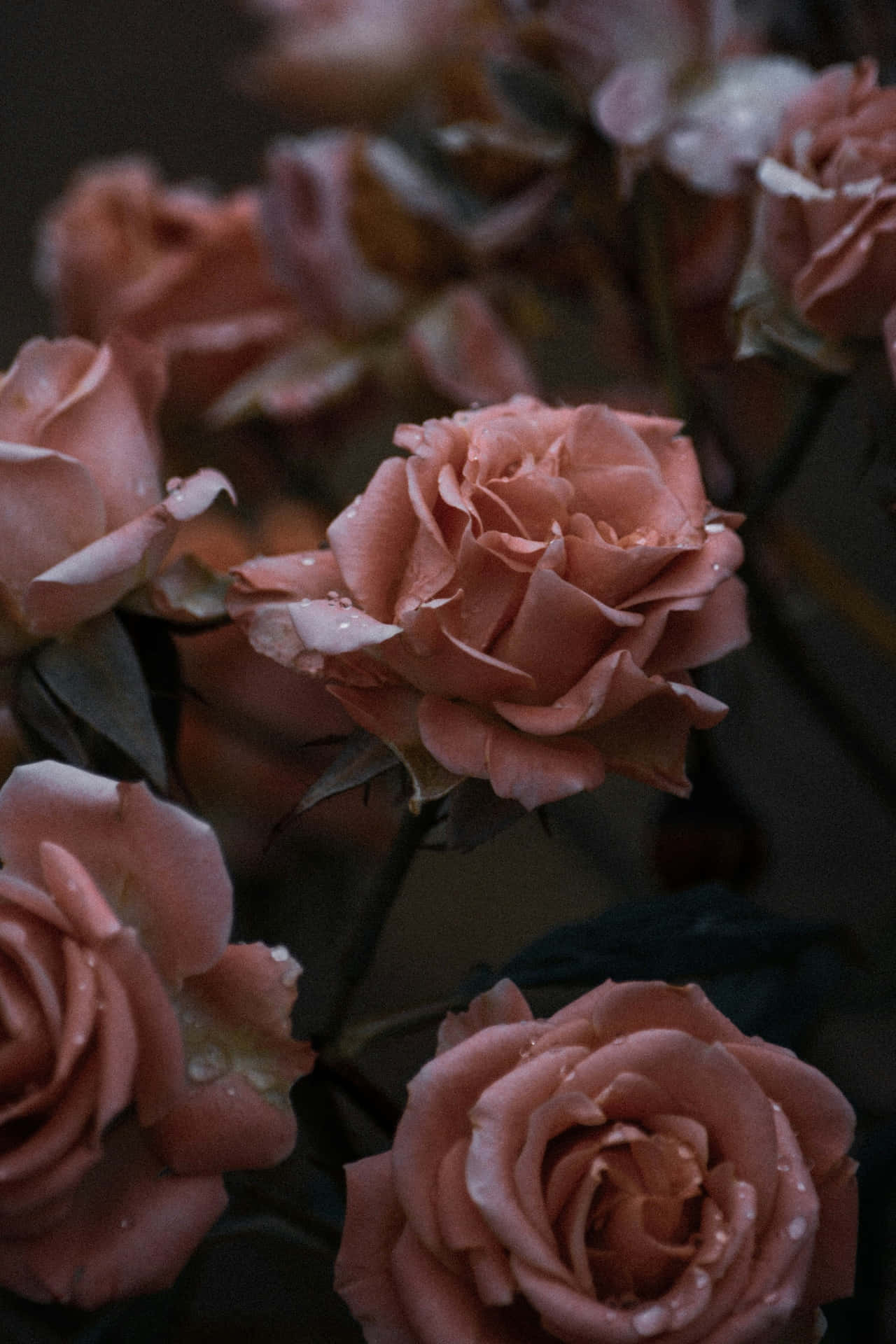 Moody Rose Bouquet Dark Backdrop Wallpaper