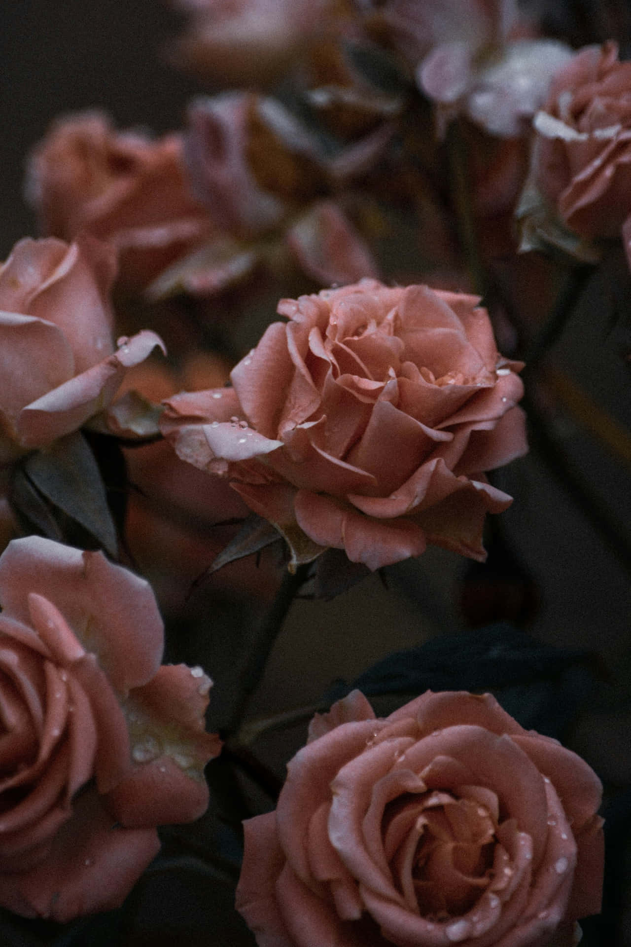 Download Moody Rose Bouquet Dark Backdrop Wallpaper | Wallpapers.com