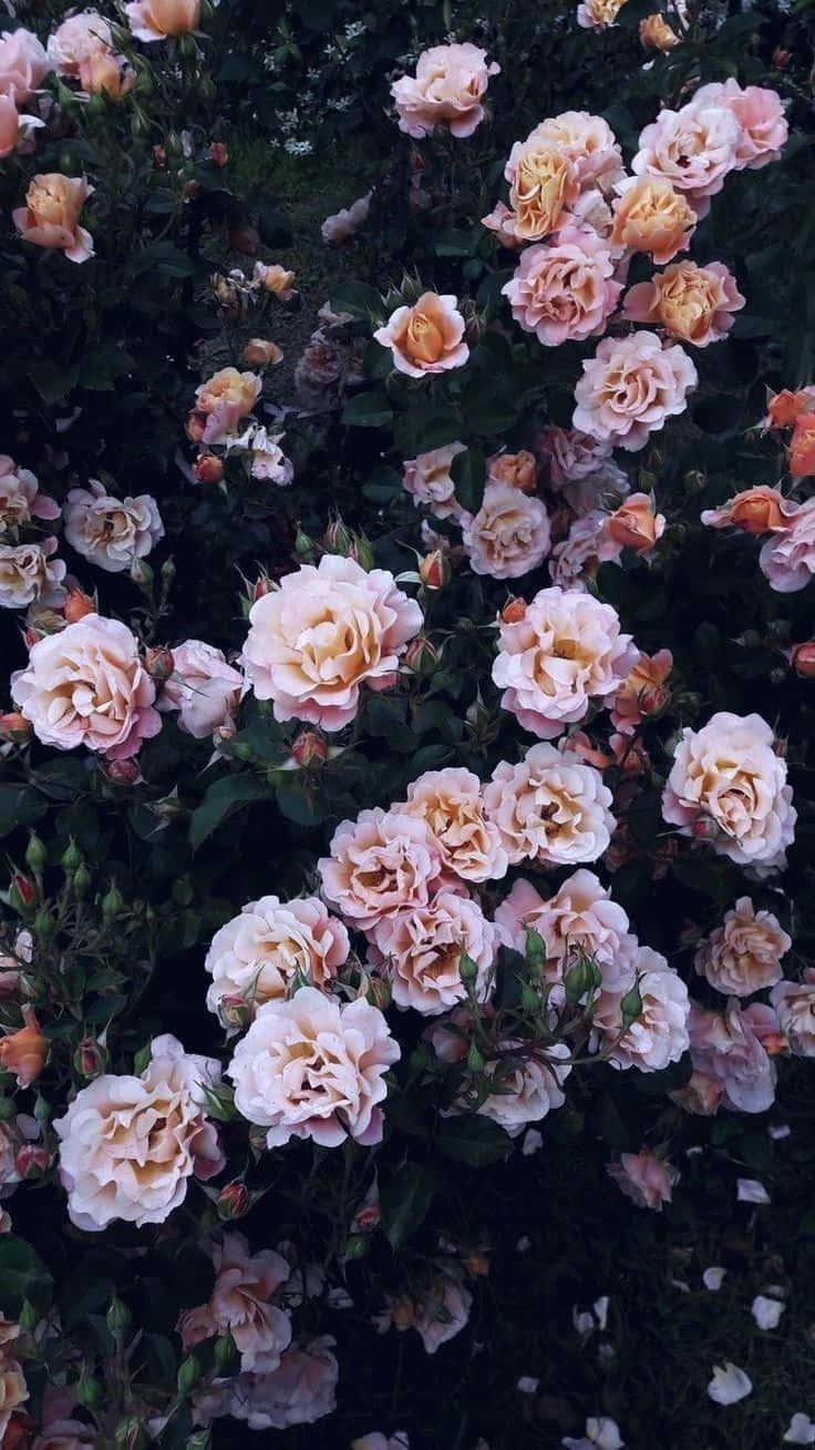 Jardin De Roses Mystérieux Fond d'écran