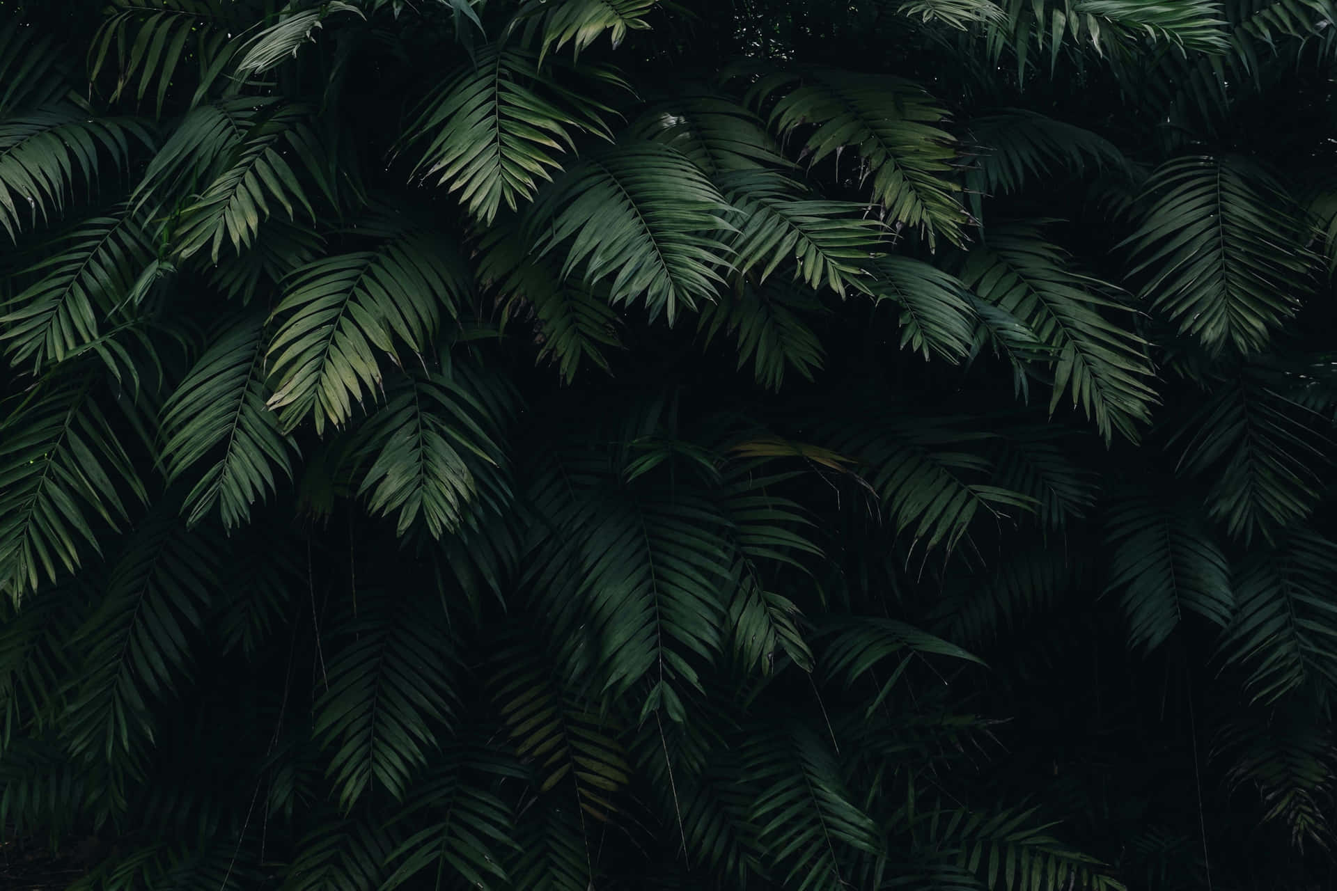 Moody Tropical Foliage.jpg Wallpaper