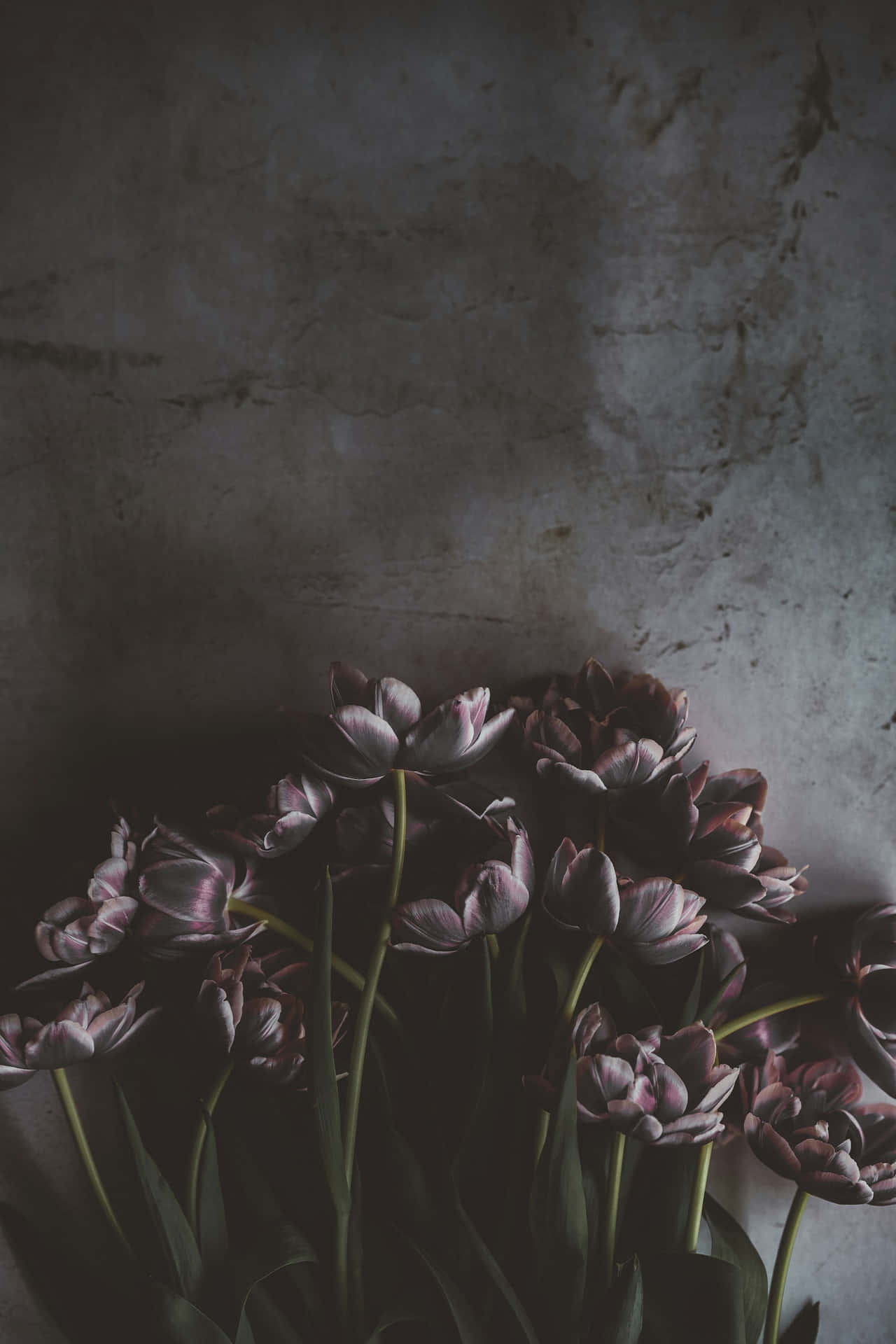 Moody_ Tulips_ Dark_ Background.jpg Wallpaper