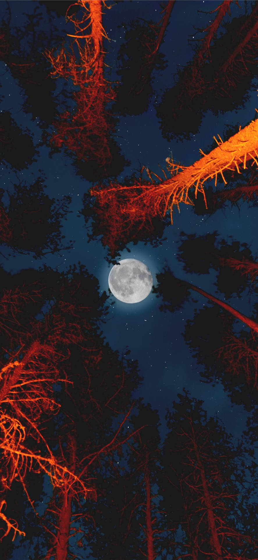 Estéticade Luna En El Bosque Fondo de pantalla