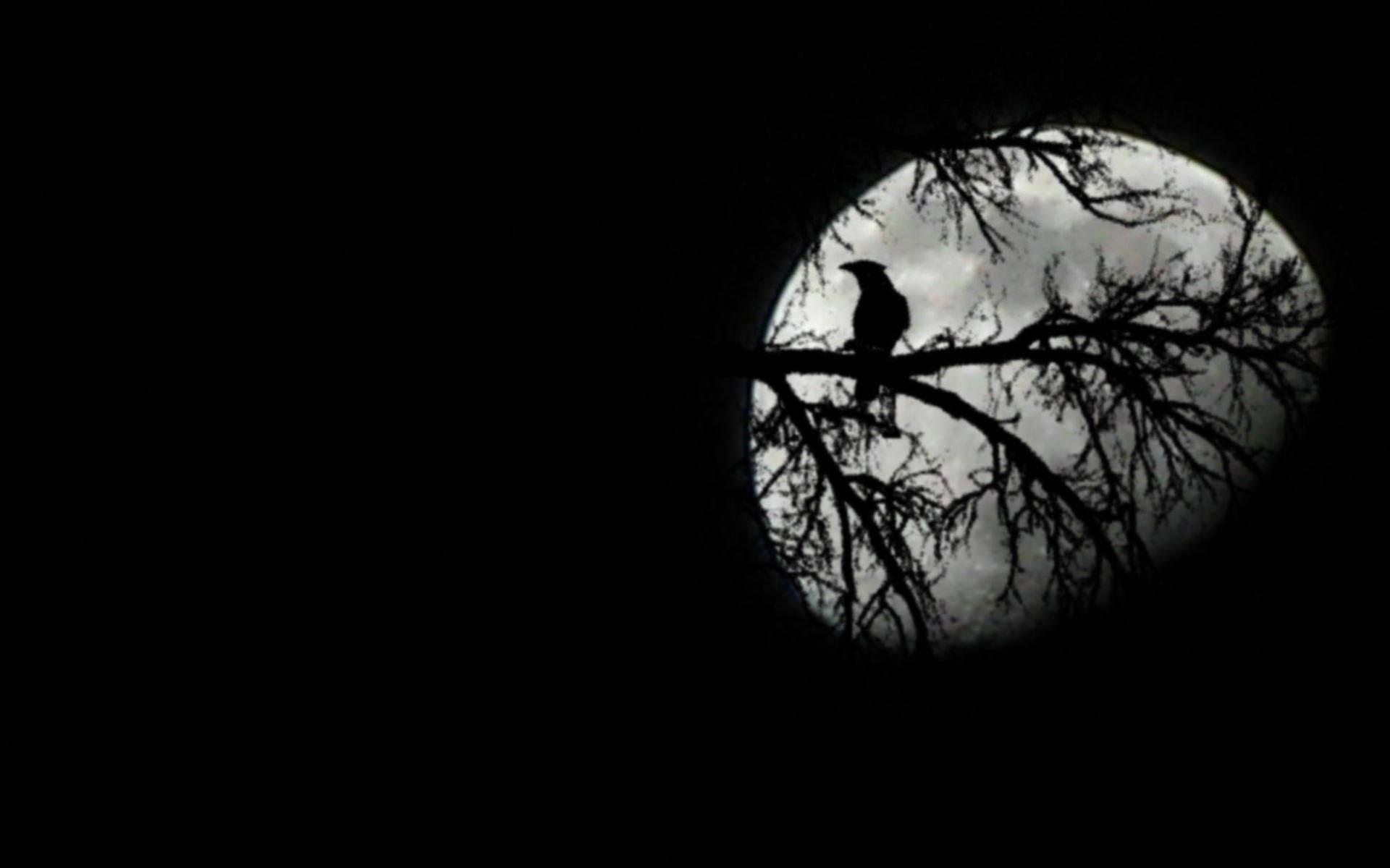 Moon And Crow