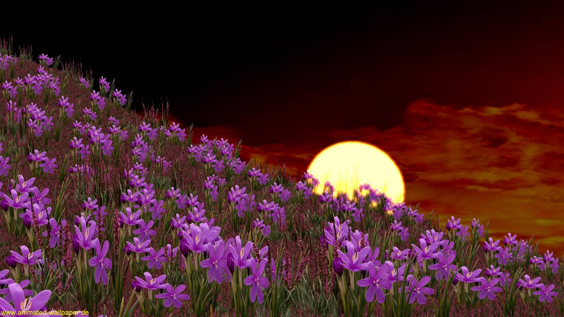 Animateret skrivebordtapet med måne og violette blomster Wallpaper