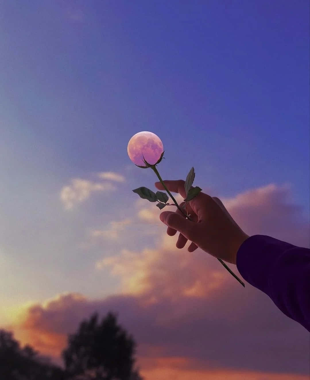 Moon Flower PFP For Instagram Wallpaper