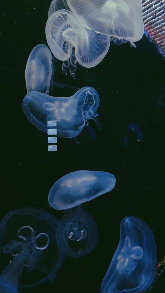 Moon Jellyfish Aquatic Dance Wallpaper