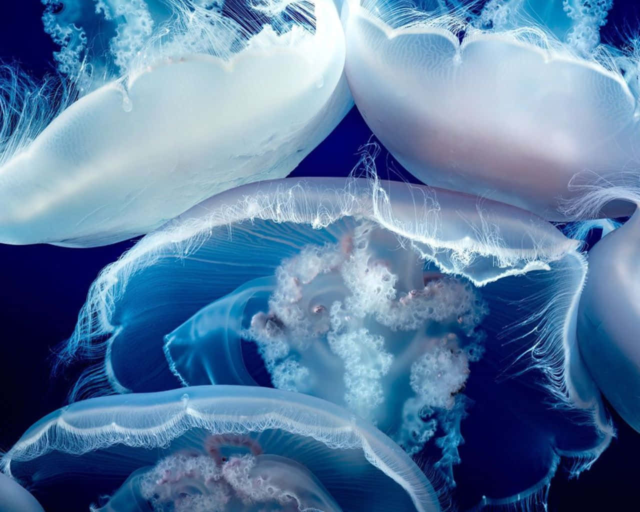 Moon Jellyfish Ethereal Underwater Dance Wallpaper