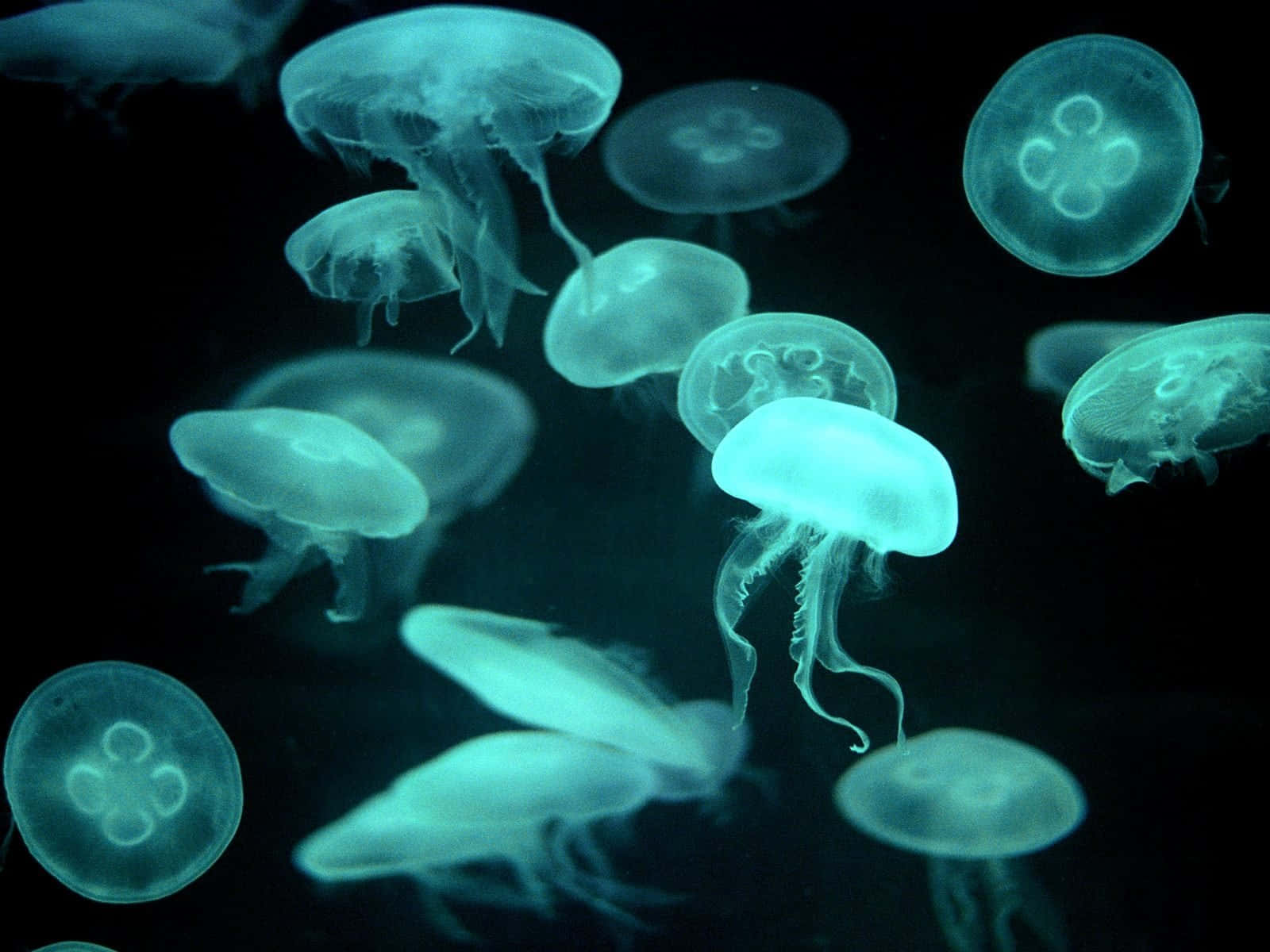Moon Jellyfish Swarm Dark Waters Wallpaper