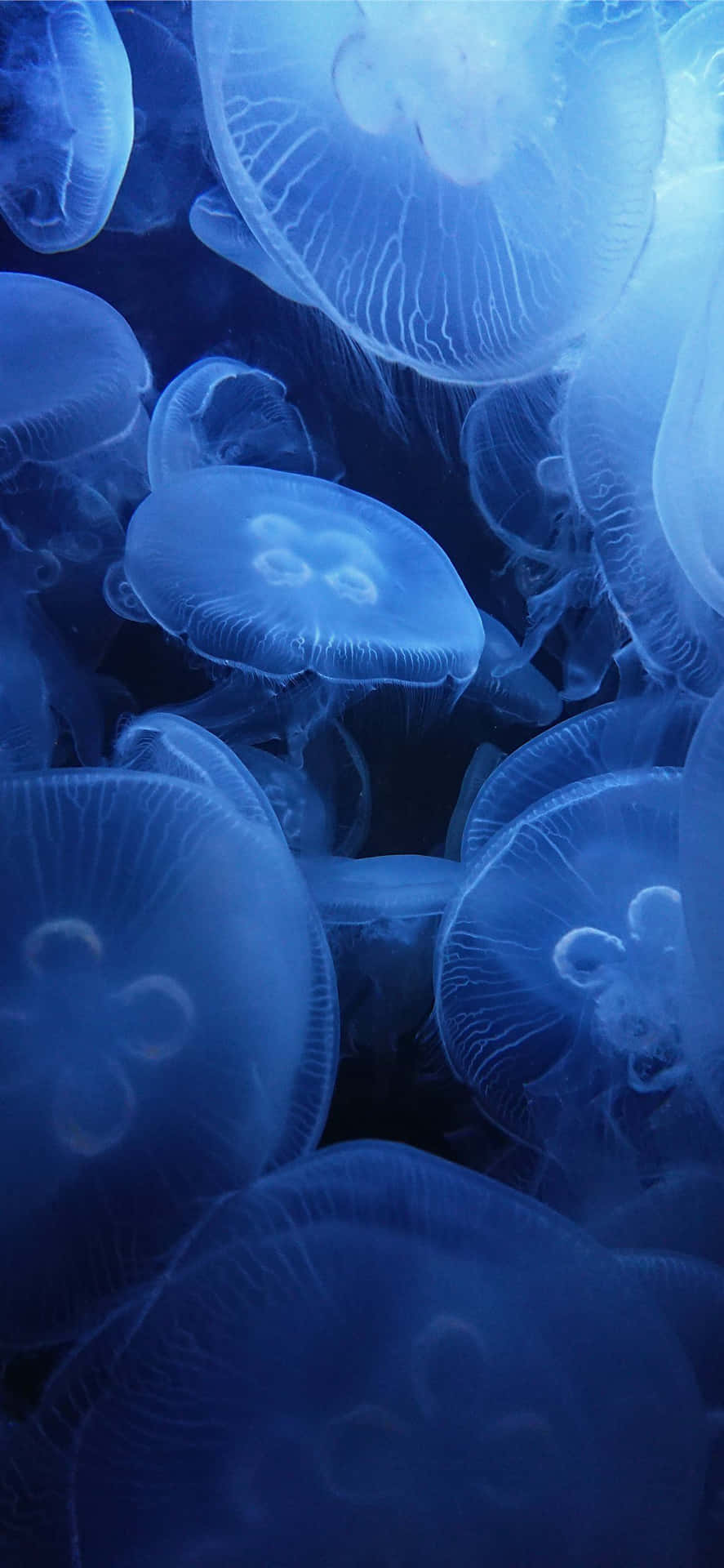 Moon Jellyfish Swarm Underwater Wallpaper