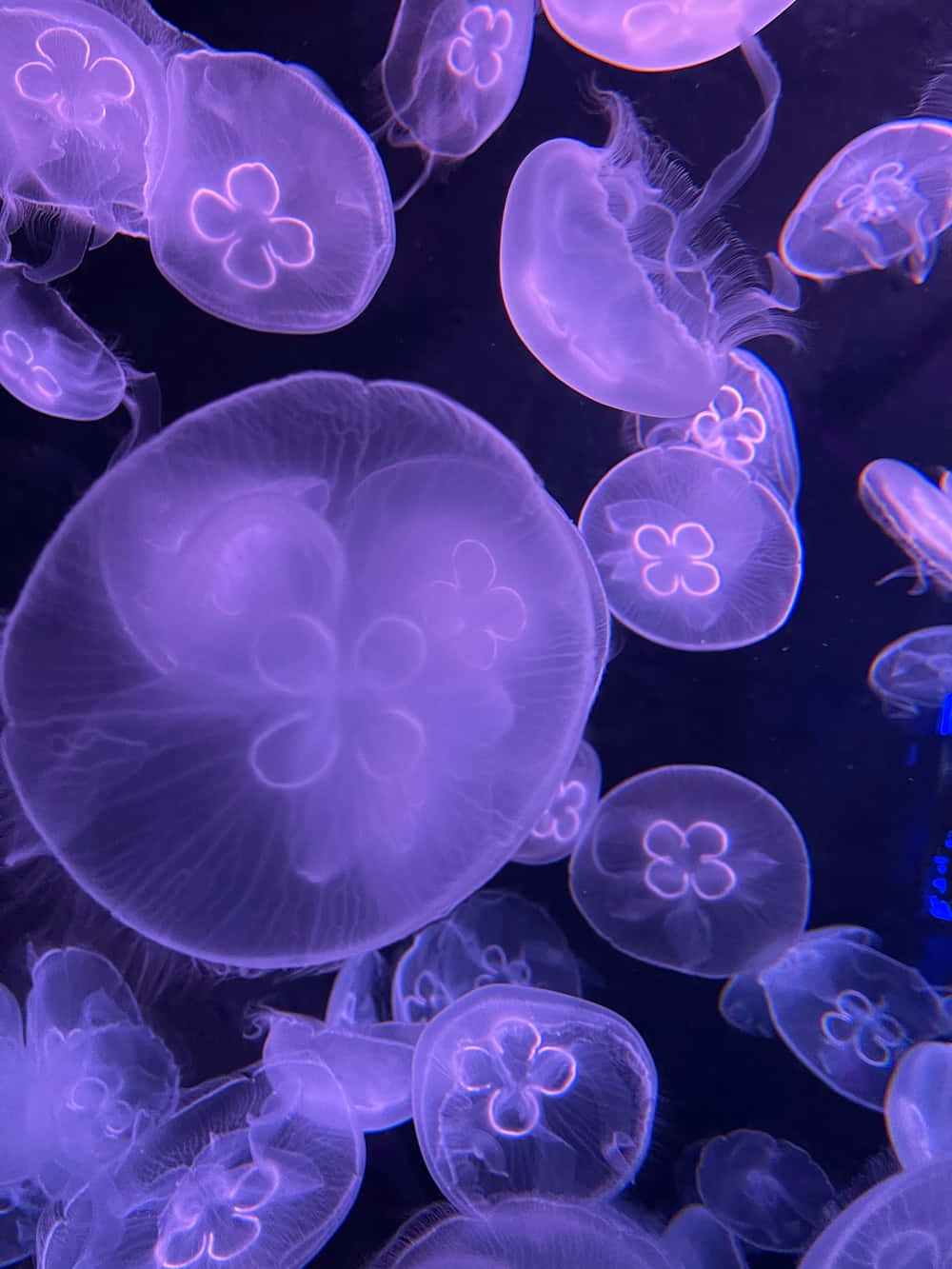 Moon Jellyfish Underwater Dance Wallpaper