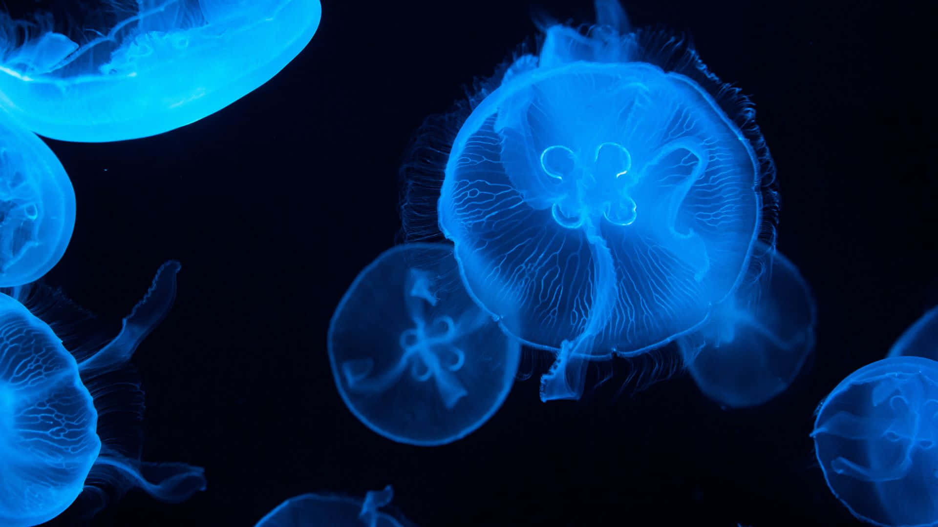 Moon Jellyfish Underwater Glow Wallpaper
